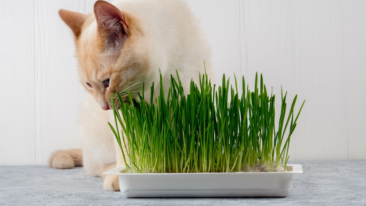 How To Grow Cat Grass Seeds