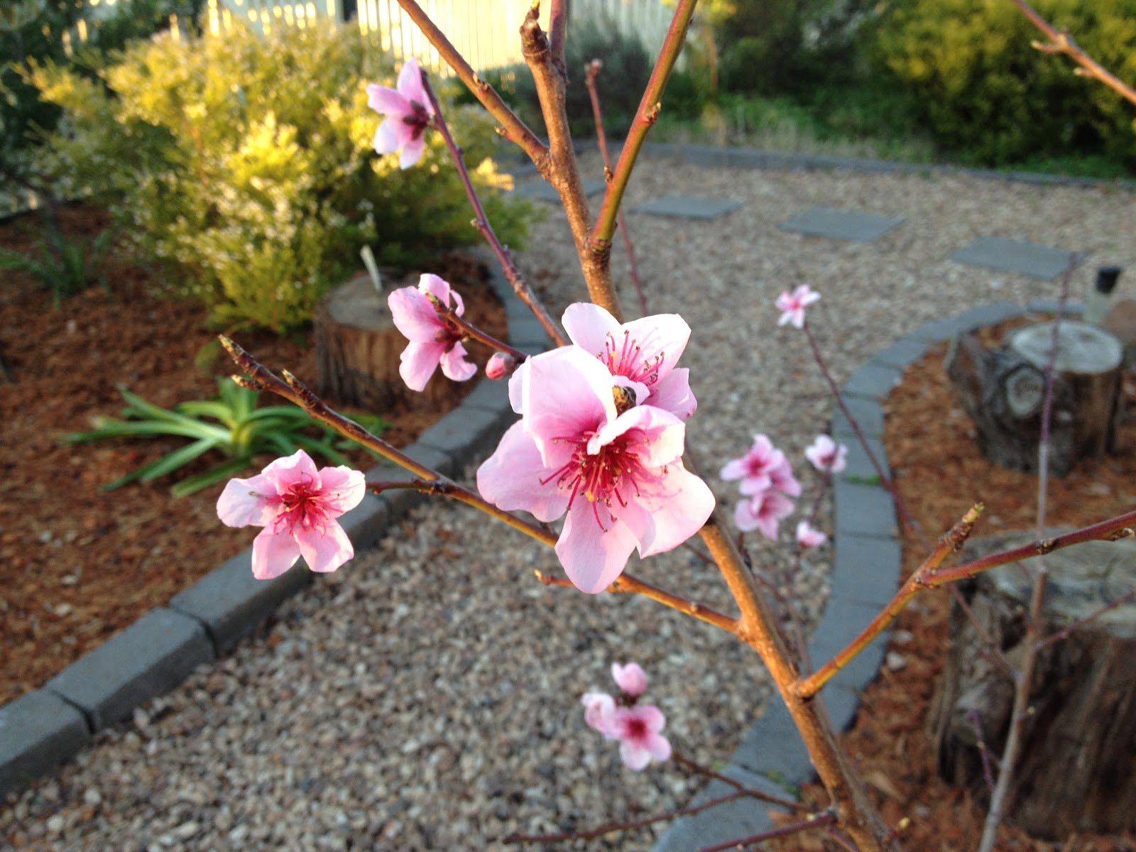 How To Grow Cherry Blossom Tree From Seed