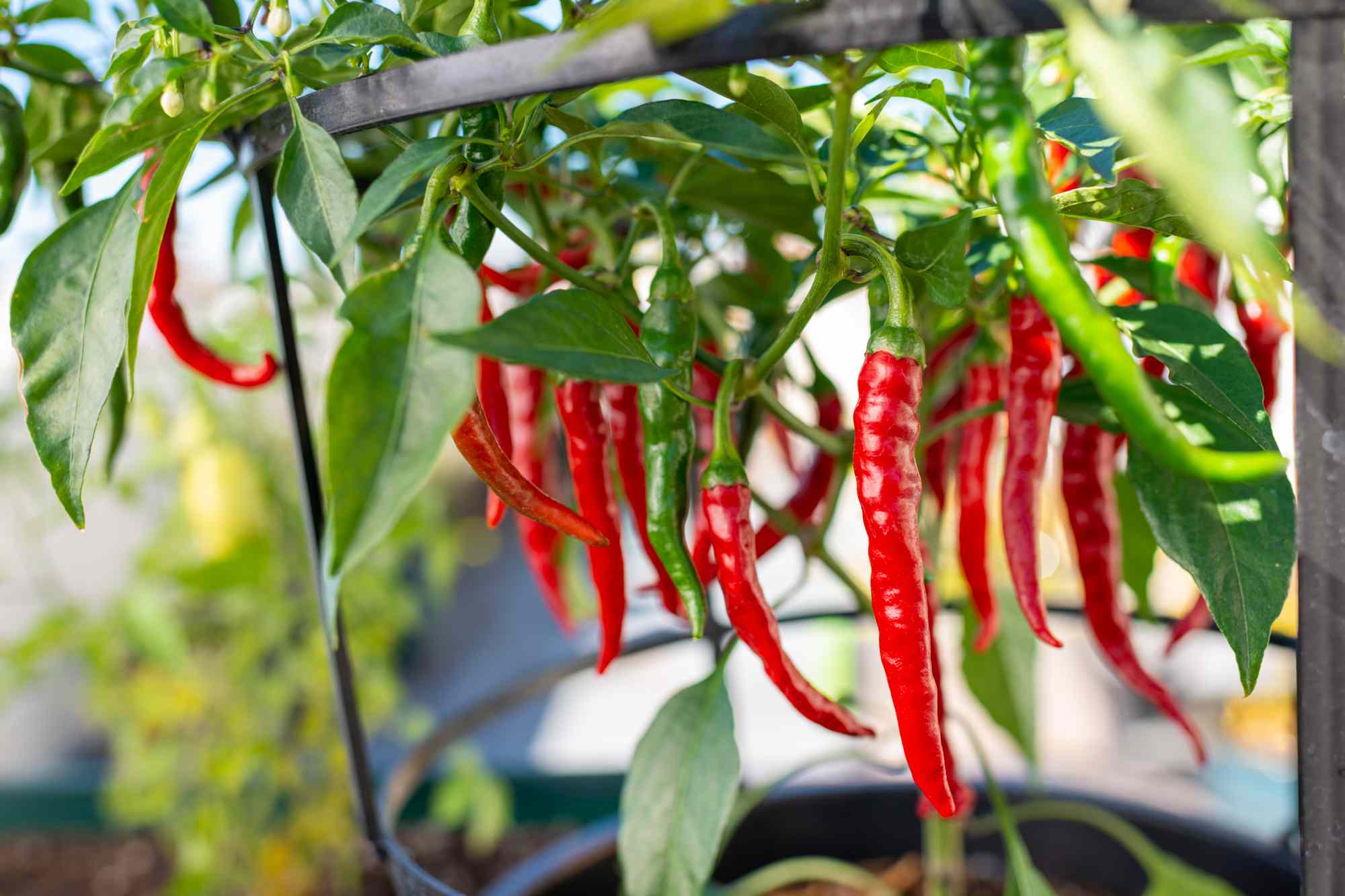 How To Grow Chili Peppers From Seeds