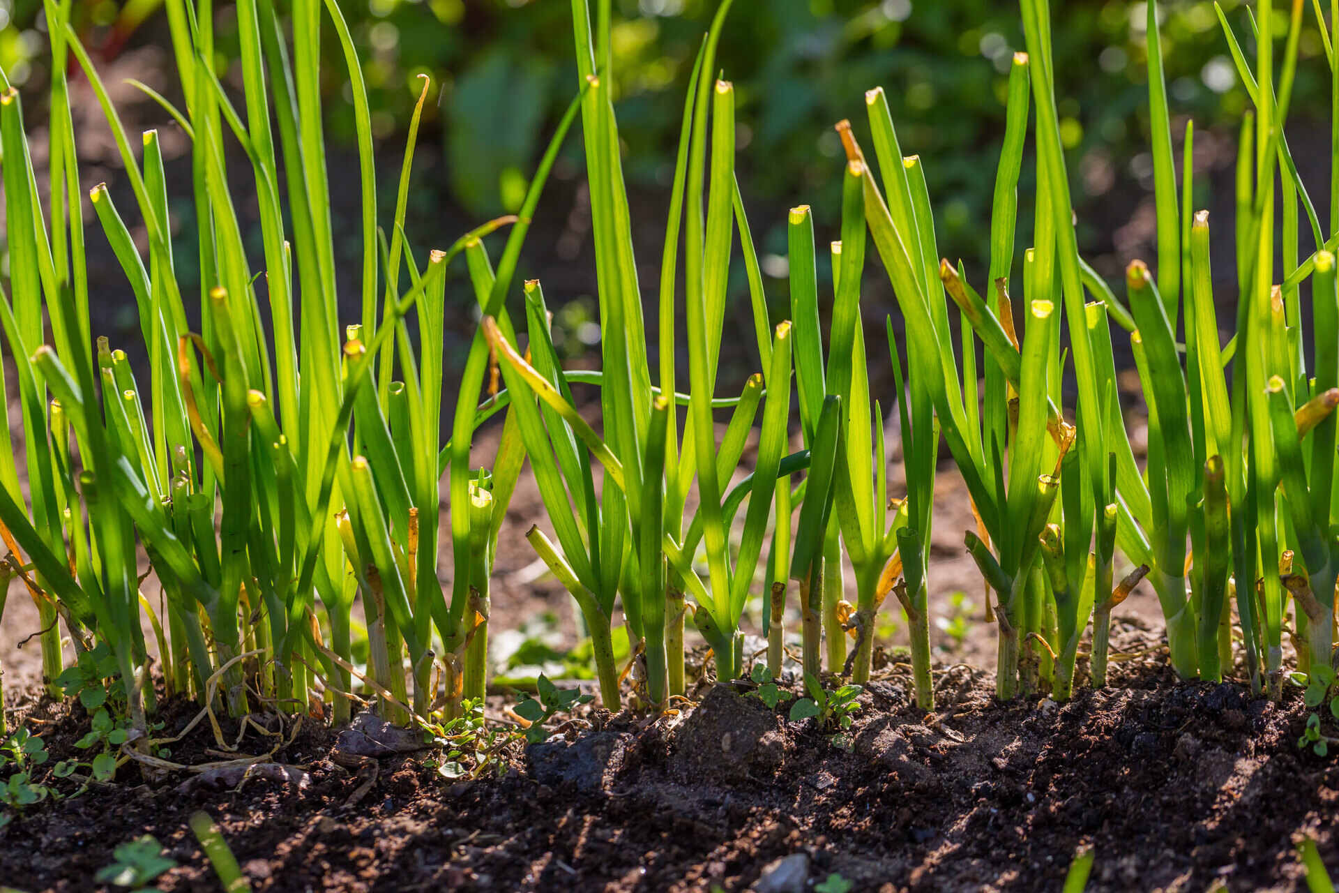 How To Grow Chives From Seed