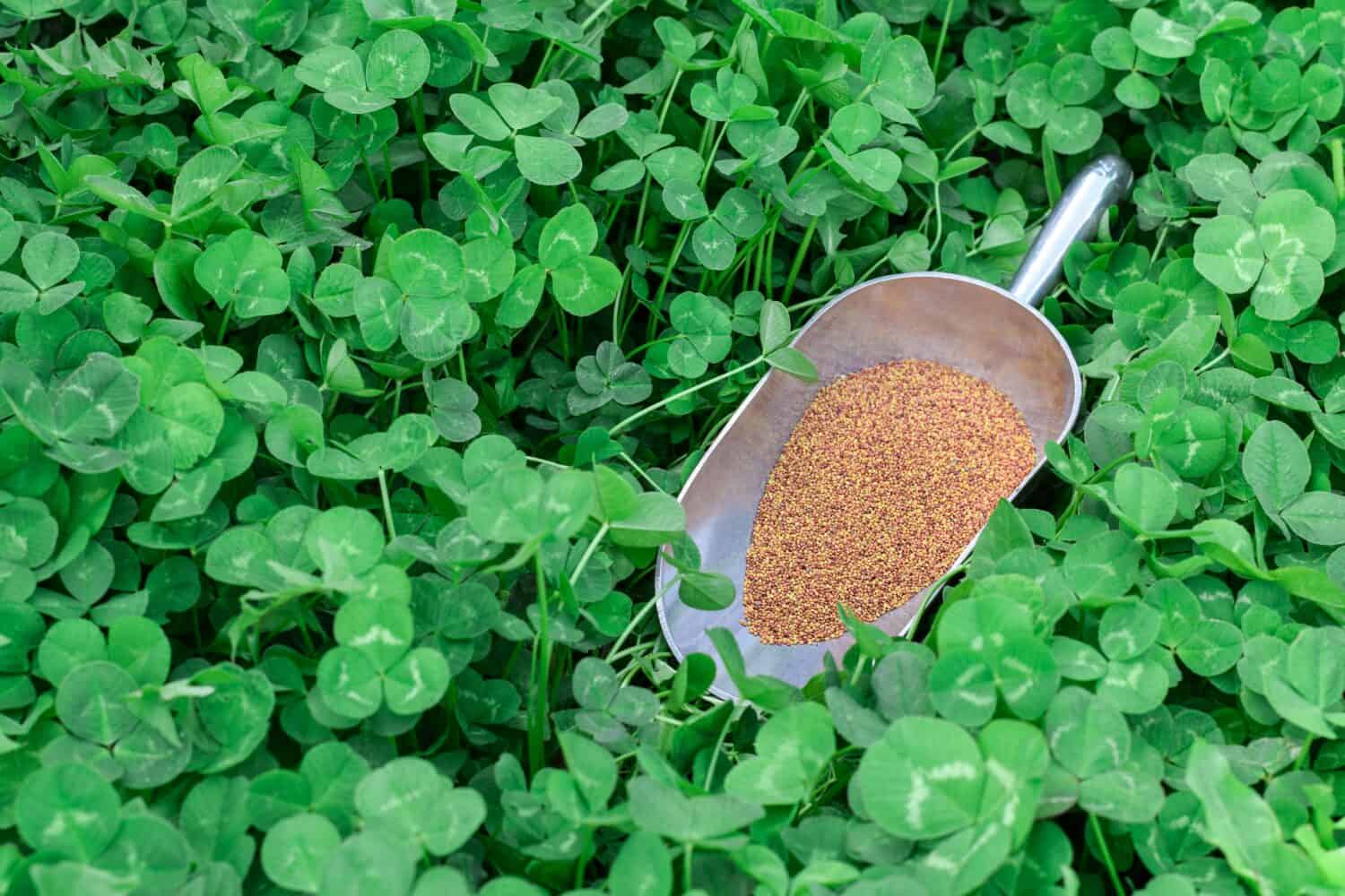 How To Grow Clover From Seed