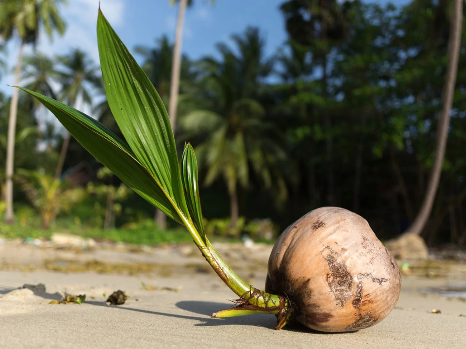 How To Grow Coconut From Seed