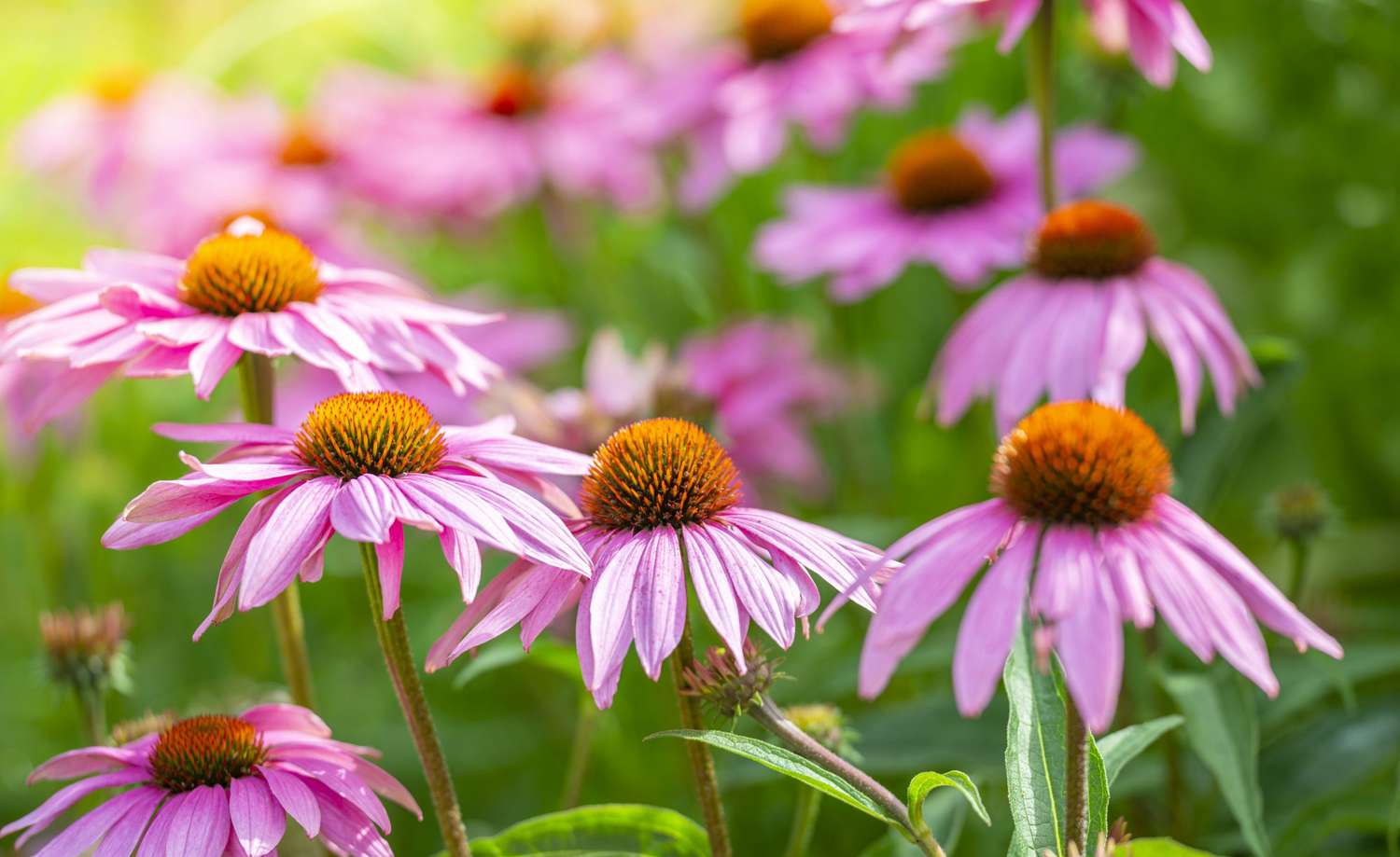 How To Grow Coneflower From Seed