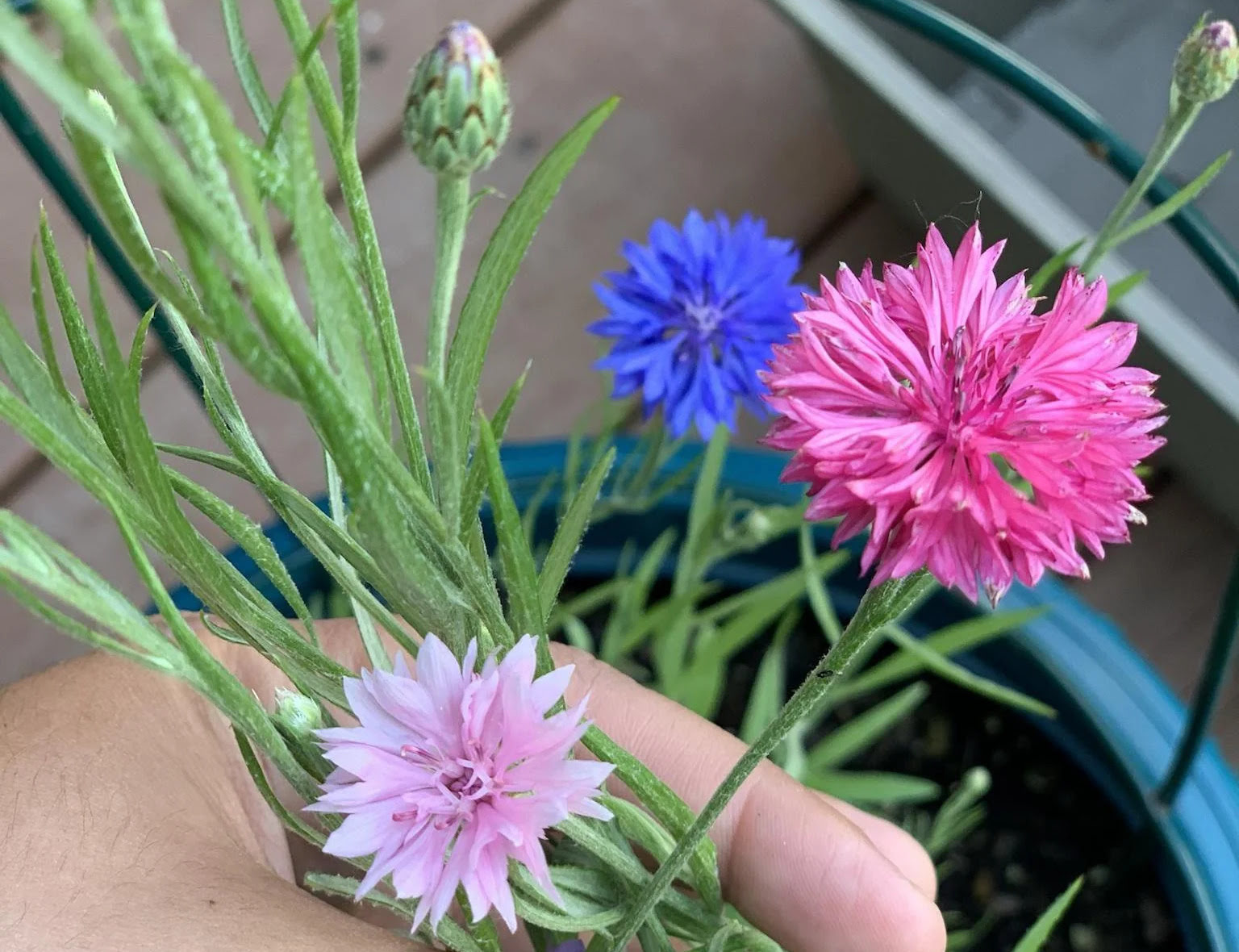 How To Grow Cornflowers From Seed