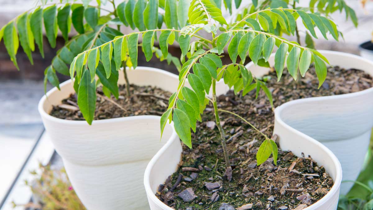 How To Grow Curry Leaves At Home Without Seeds