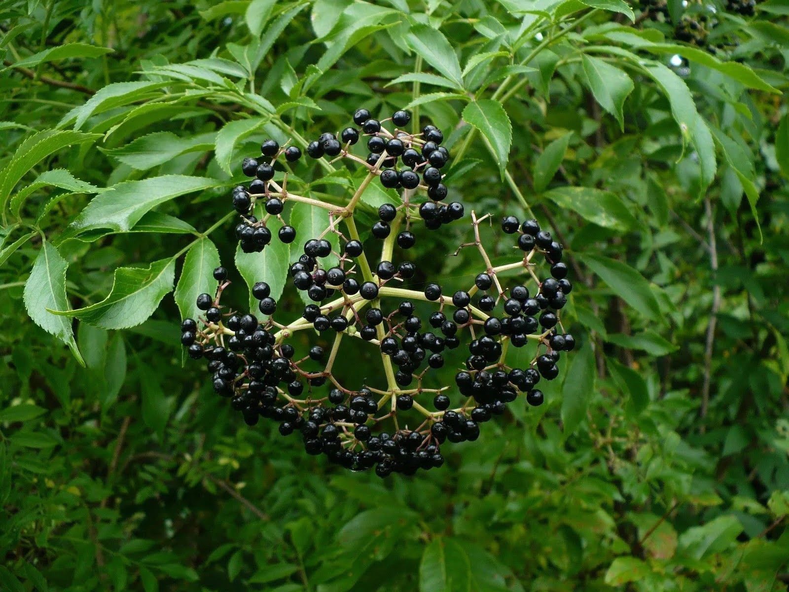 How To Grow Elderberry From Seed