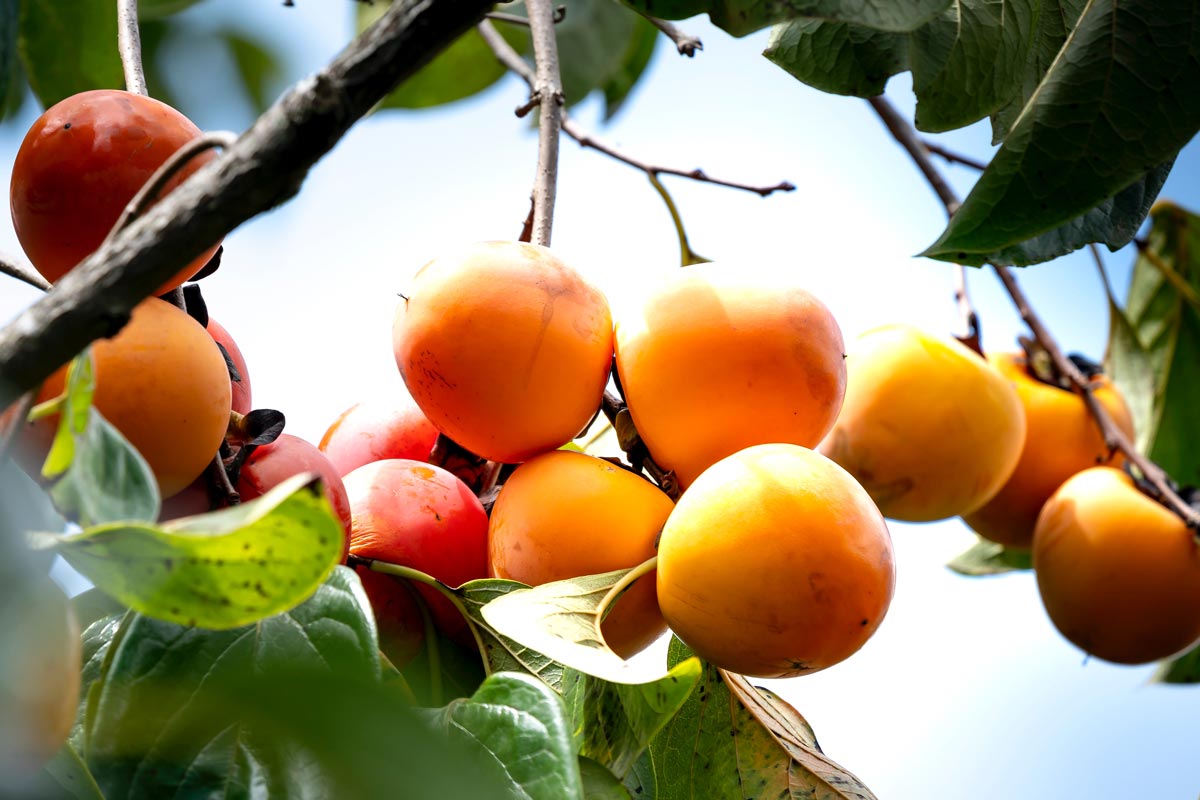 How To Grow Fuyu Persimmon From Seed