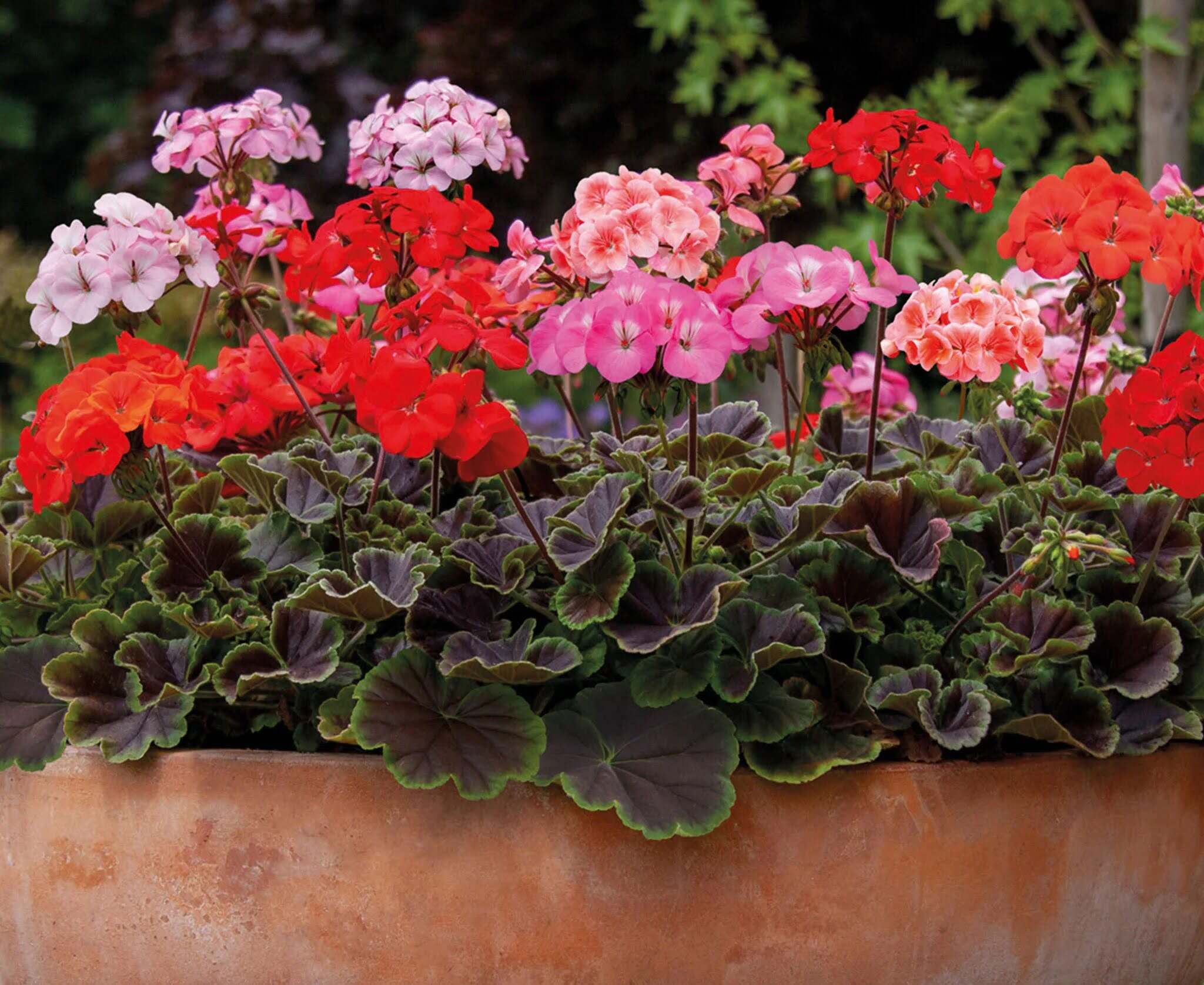 How To Grow Geraniums From Seed