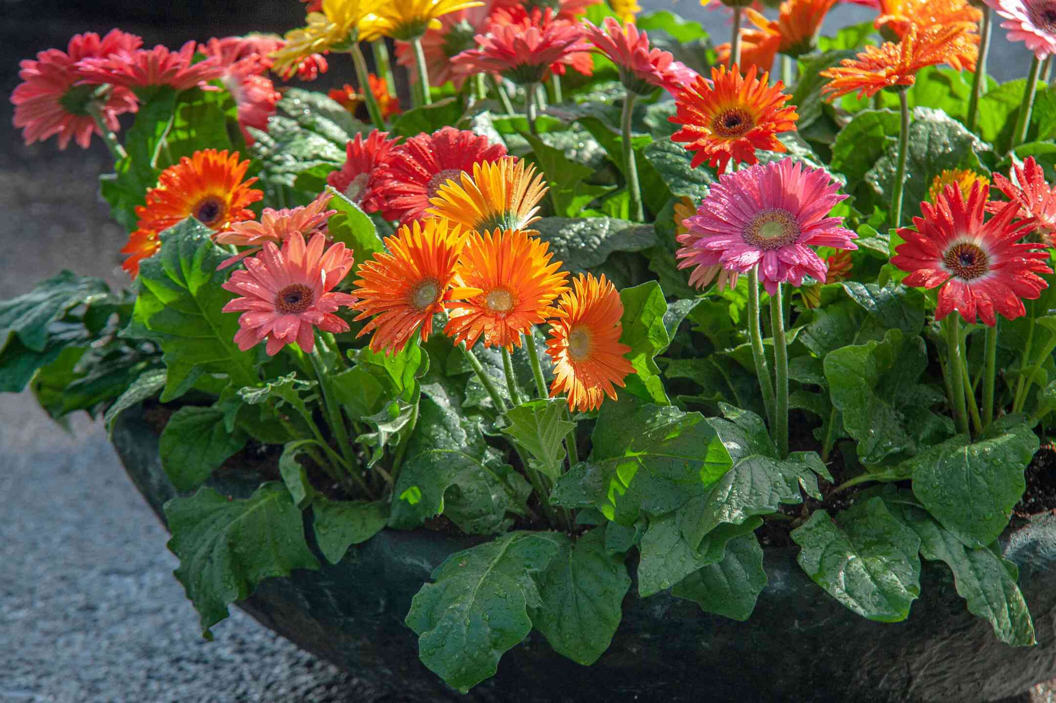 How To Grow Gerbera Daisy From Seed