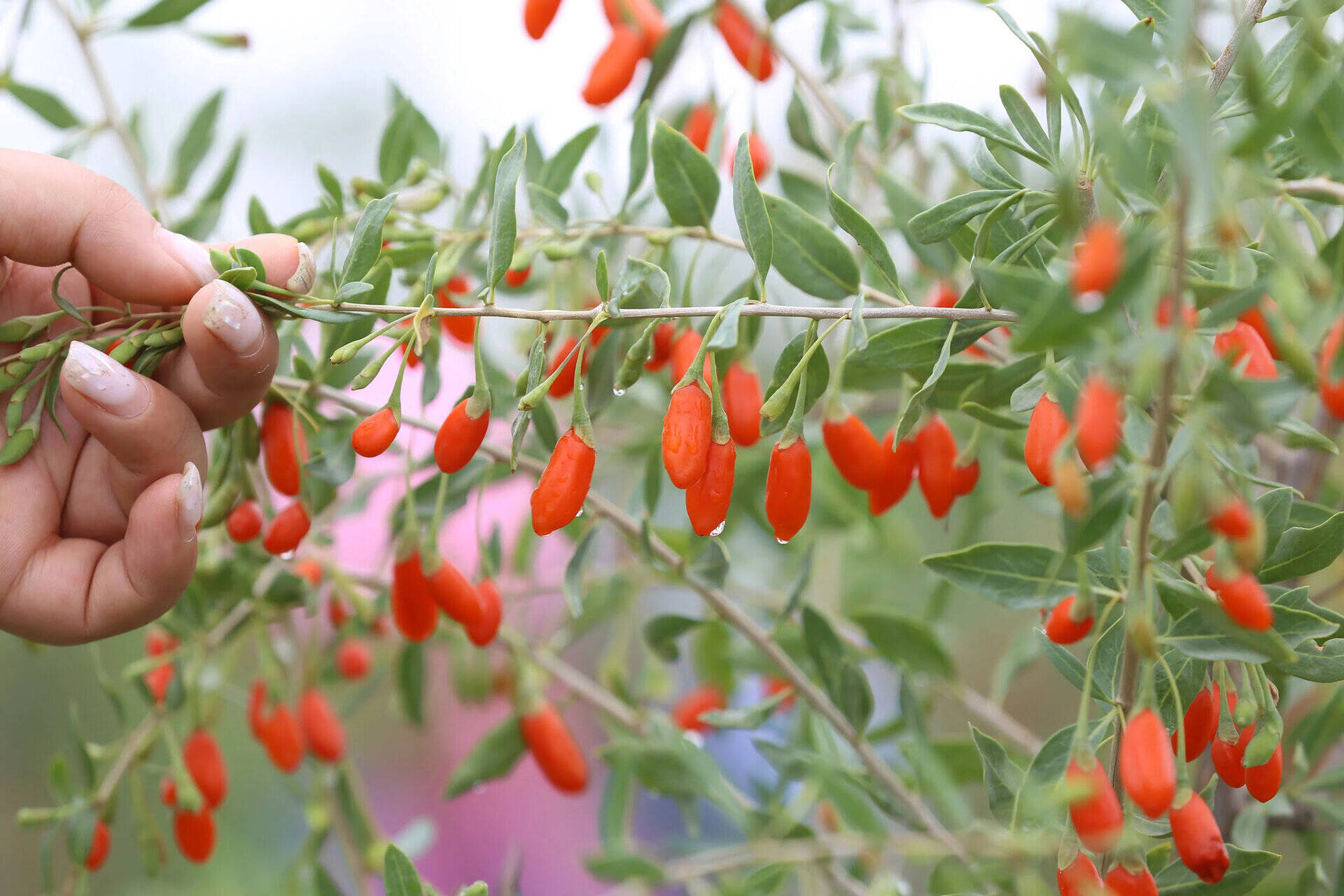 How To Grow Goji Berries From Seed
