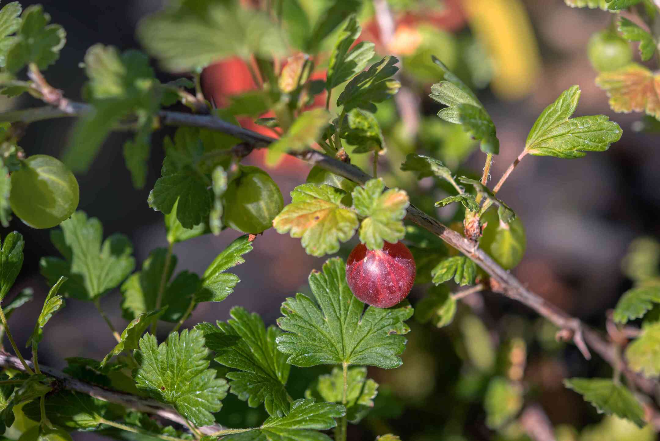 How To Grow Gooseberries From Seed