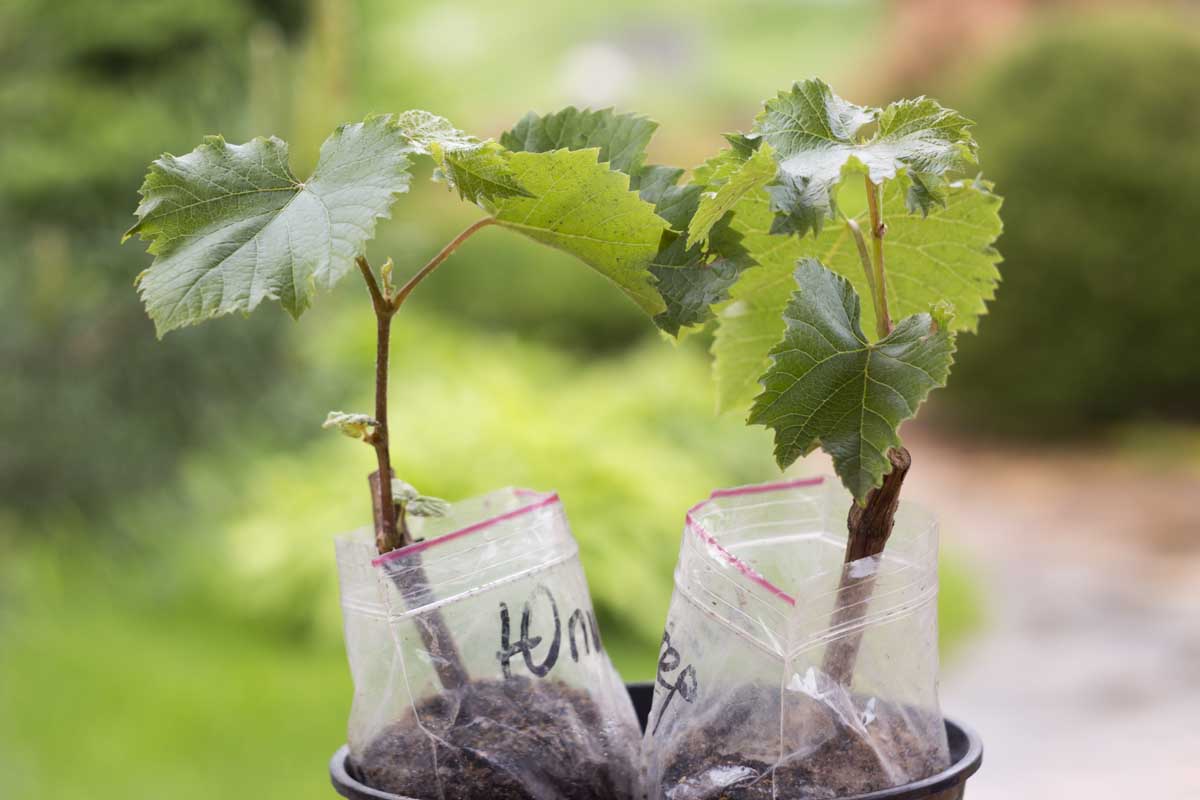 How To Grow Grapes From Seed