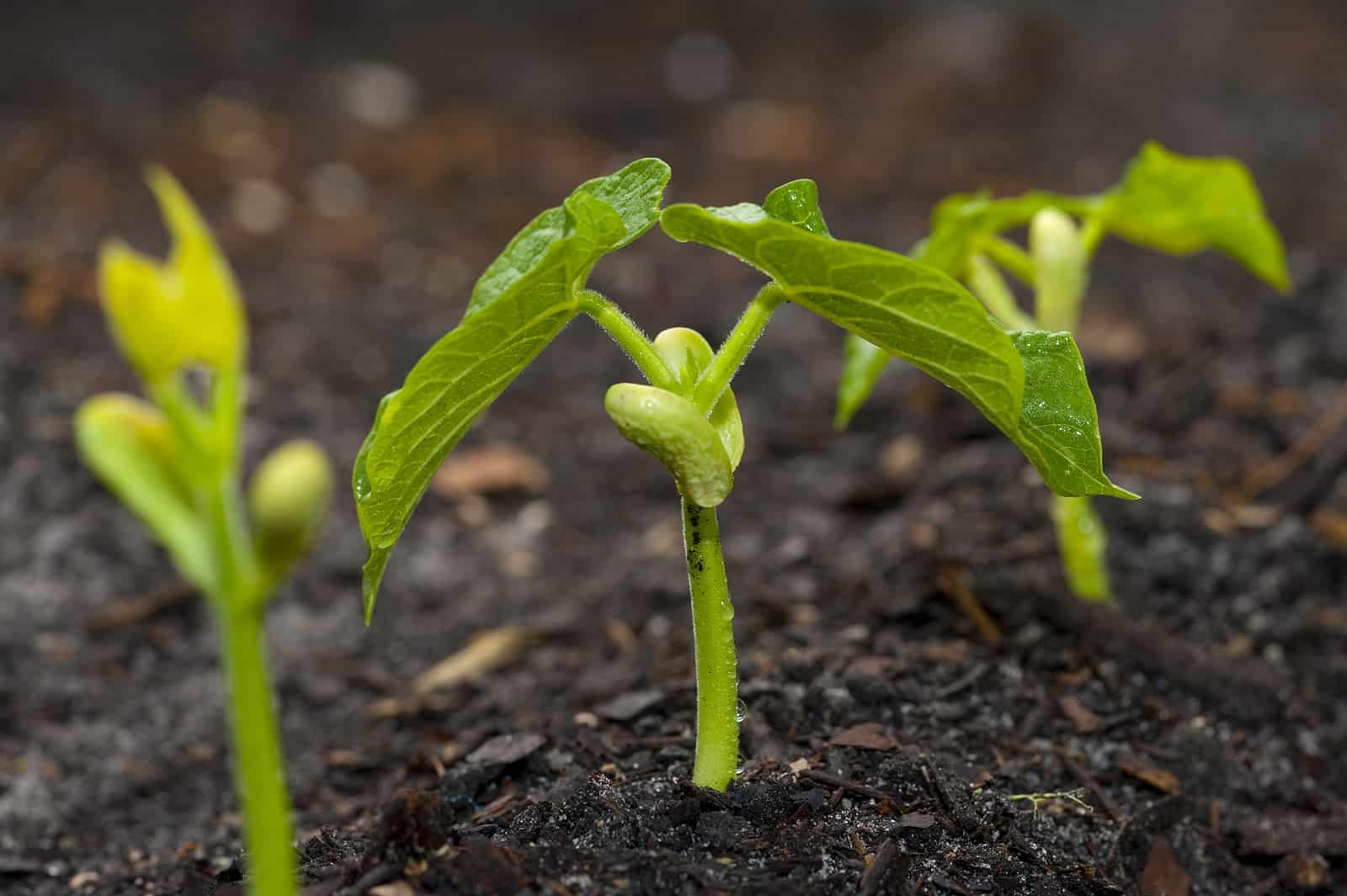 How To Grow Green Beans From Seed