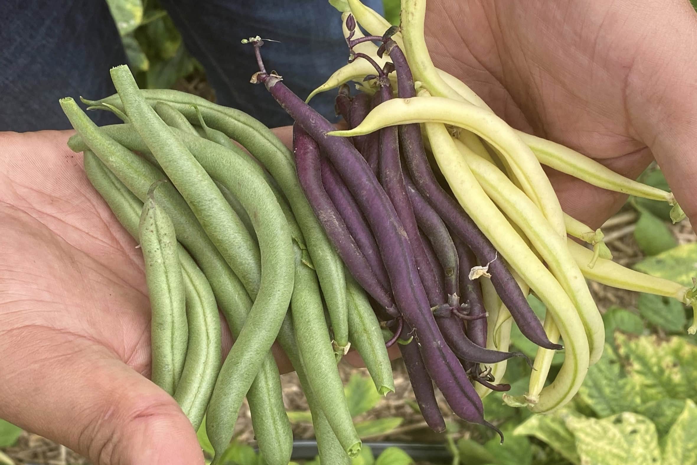 How To Grow Green Beans From Seeds