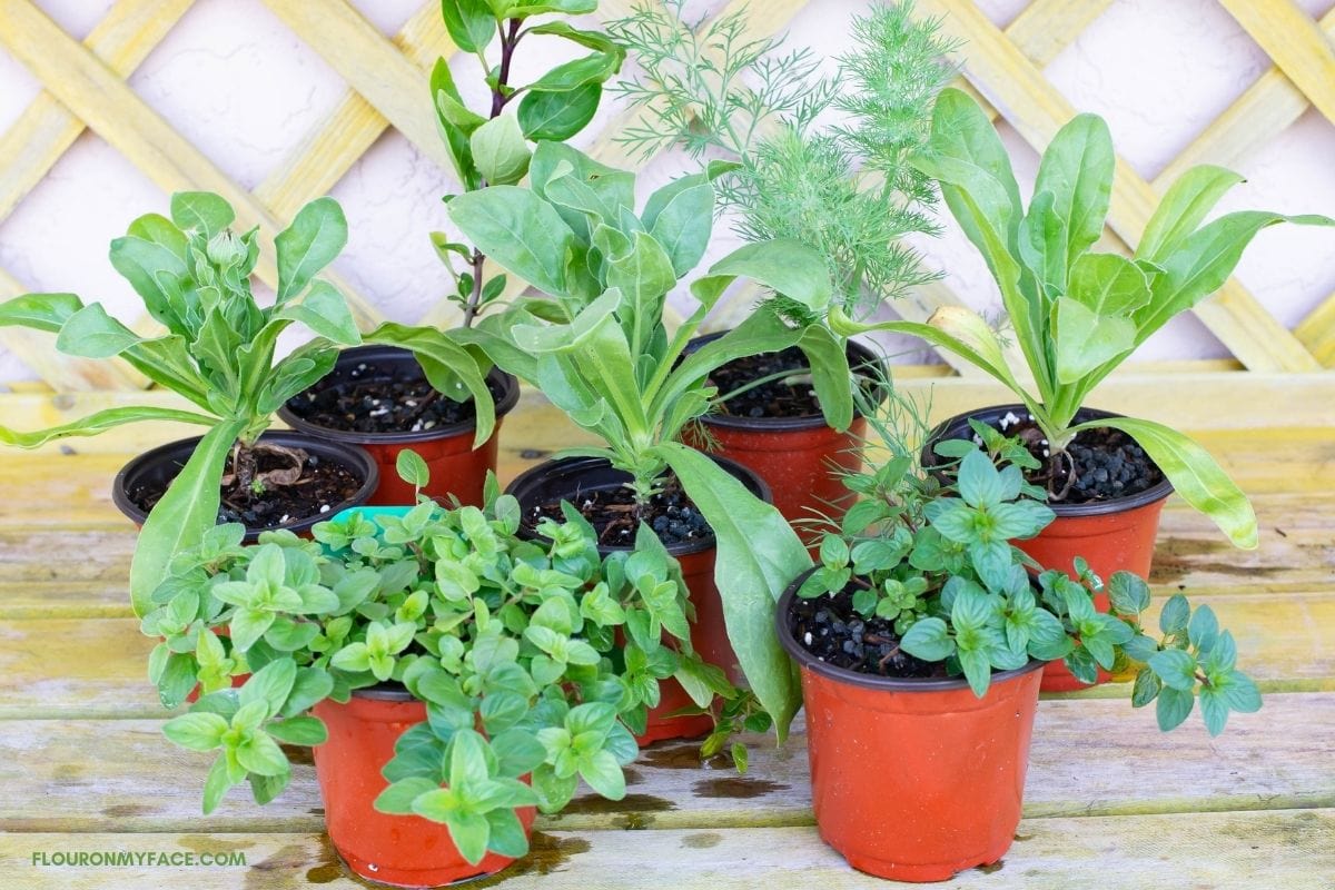 How To Grow Herbs From Seeds In Pots