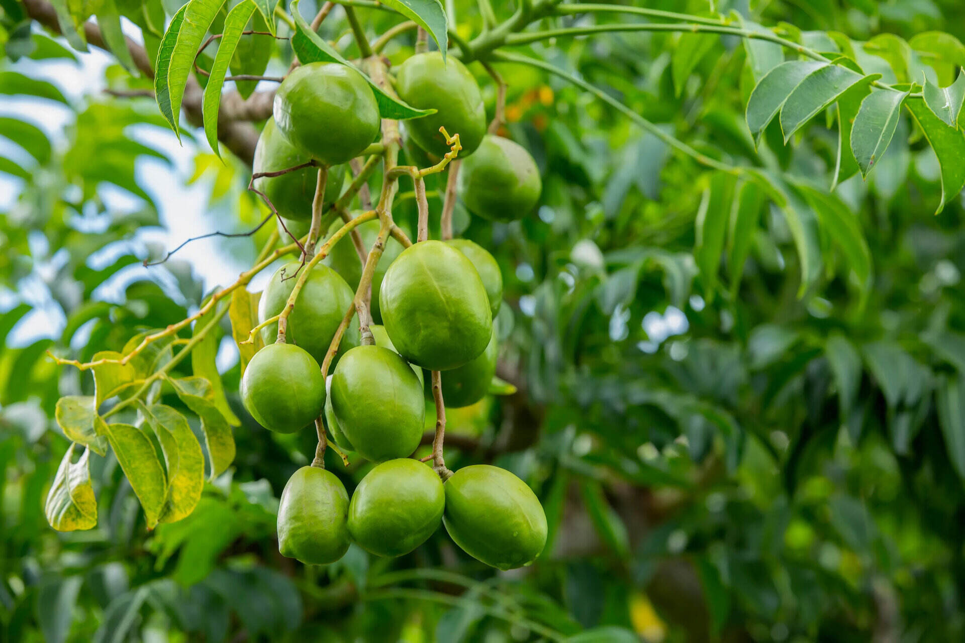 How To Grow Hog Plum From Seed