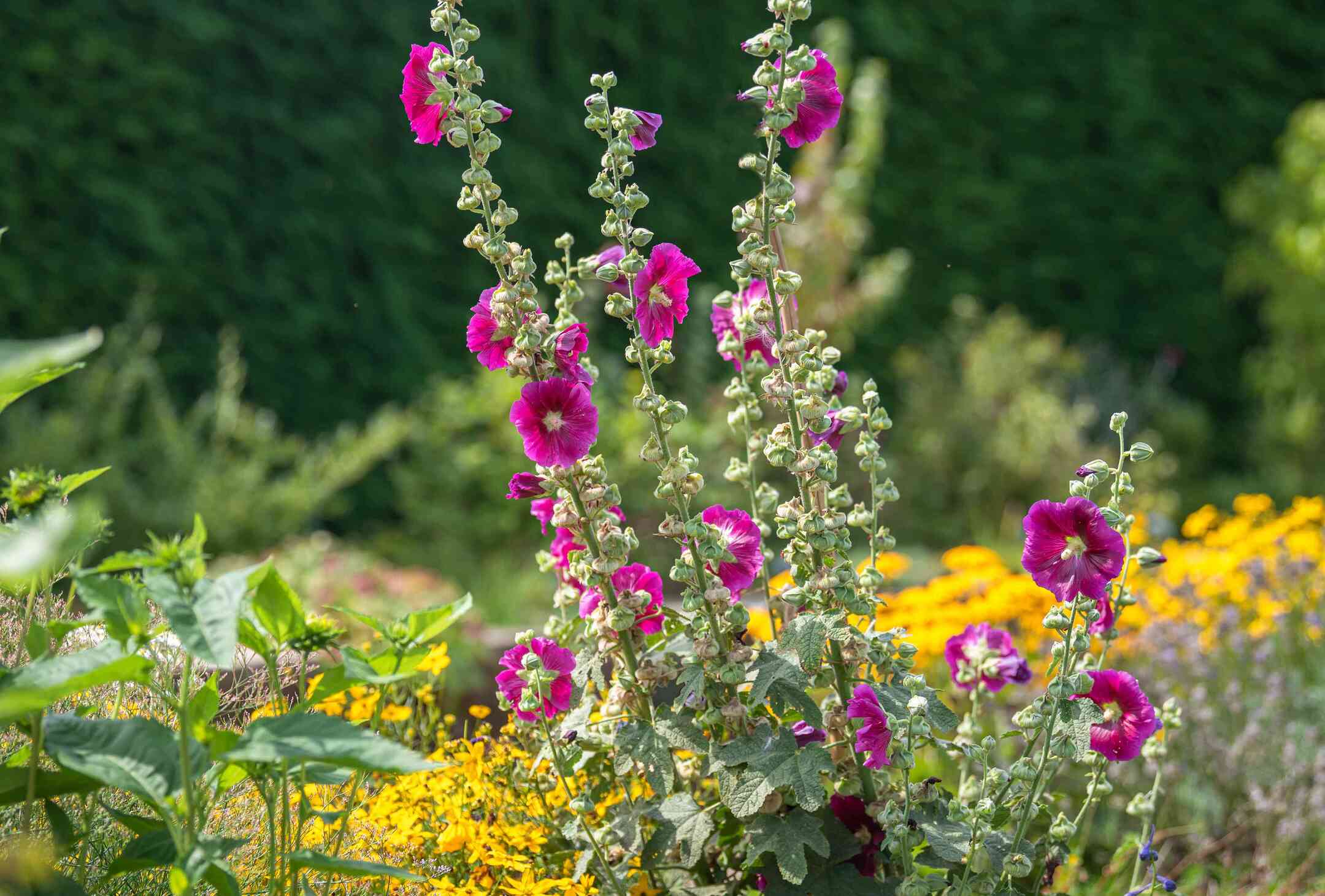 How To Grow Hollyhocks From Seed