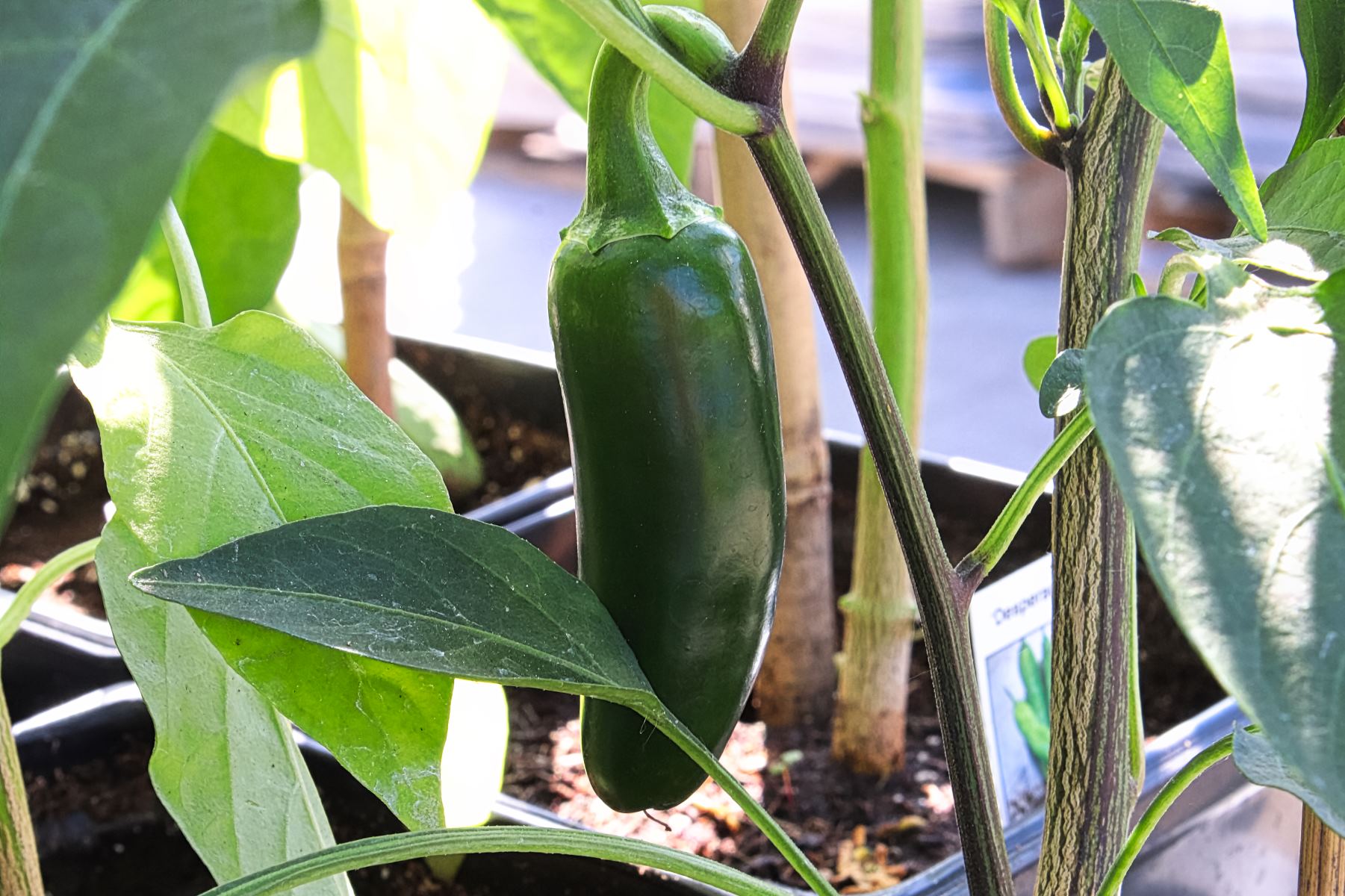 How To Grow Jalapeño Peppers From Seeds