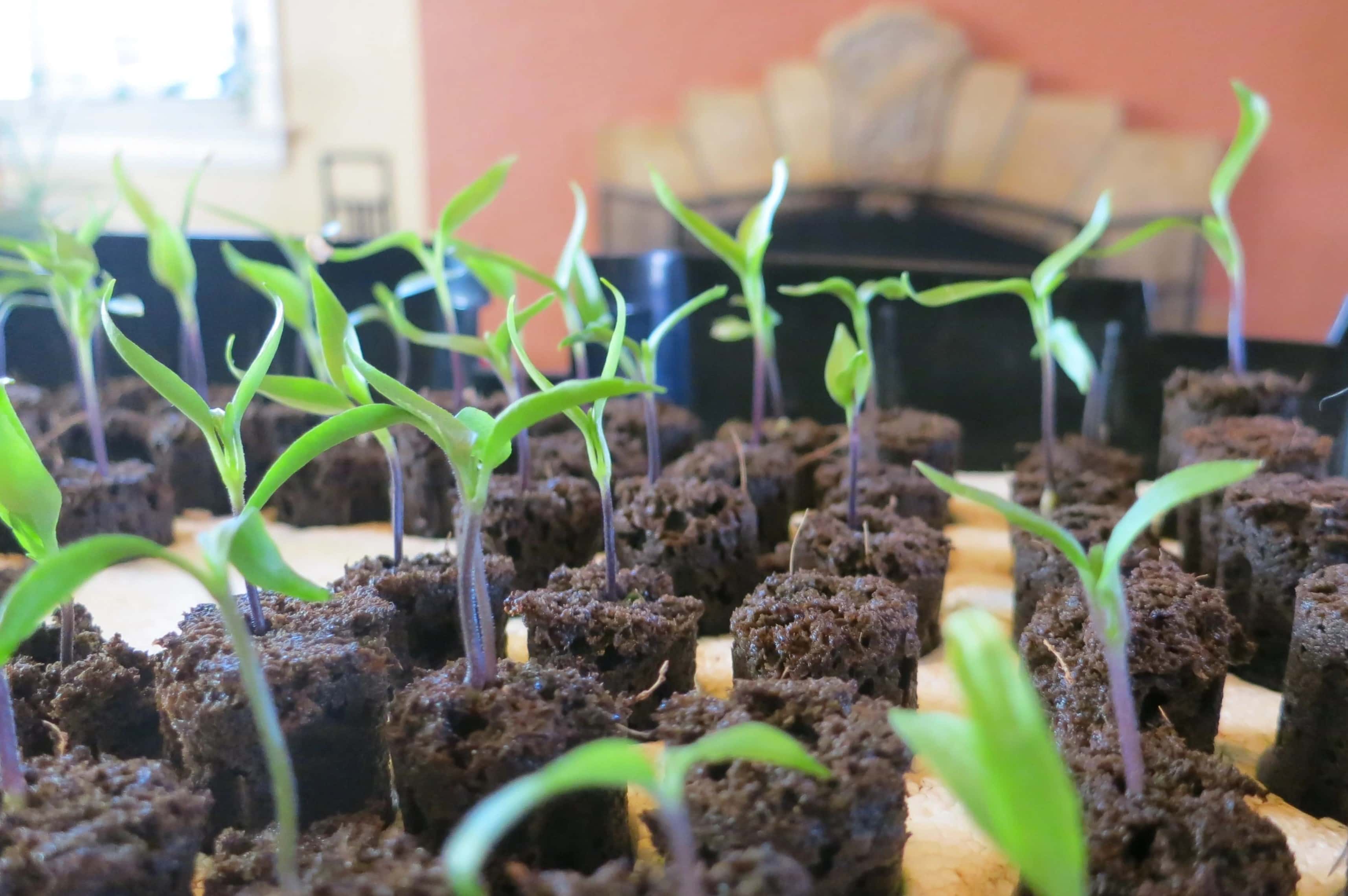 How To Grow Jalapenos From Seeds Indoors
