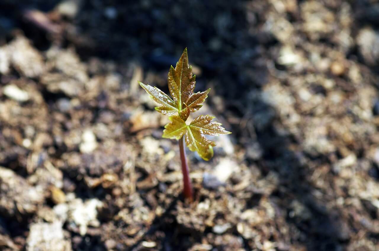 How To Grow Japanese Maple From Seed