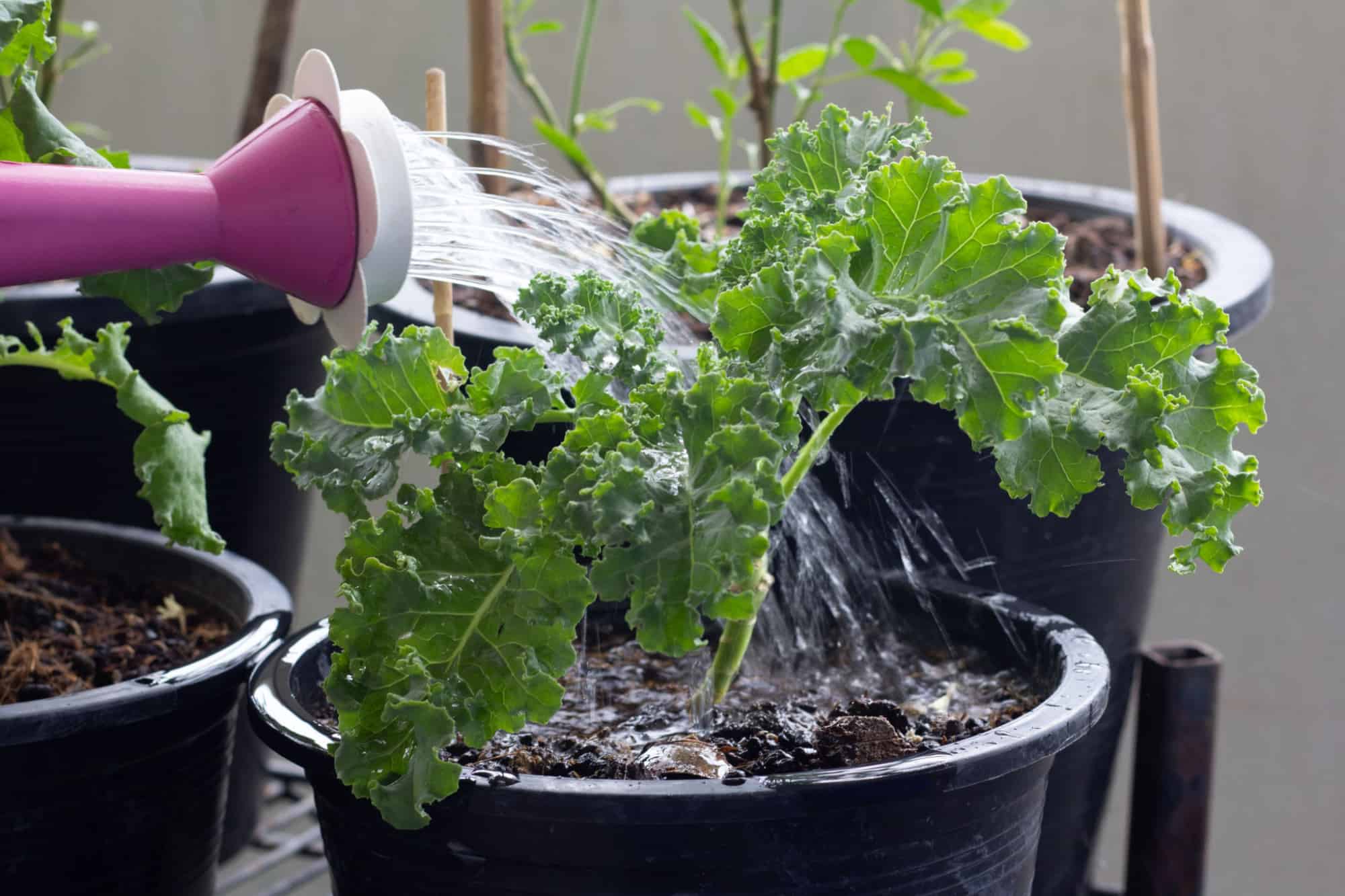 How To Grow Kale From Seed Indoors