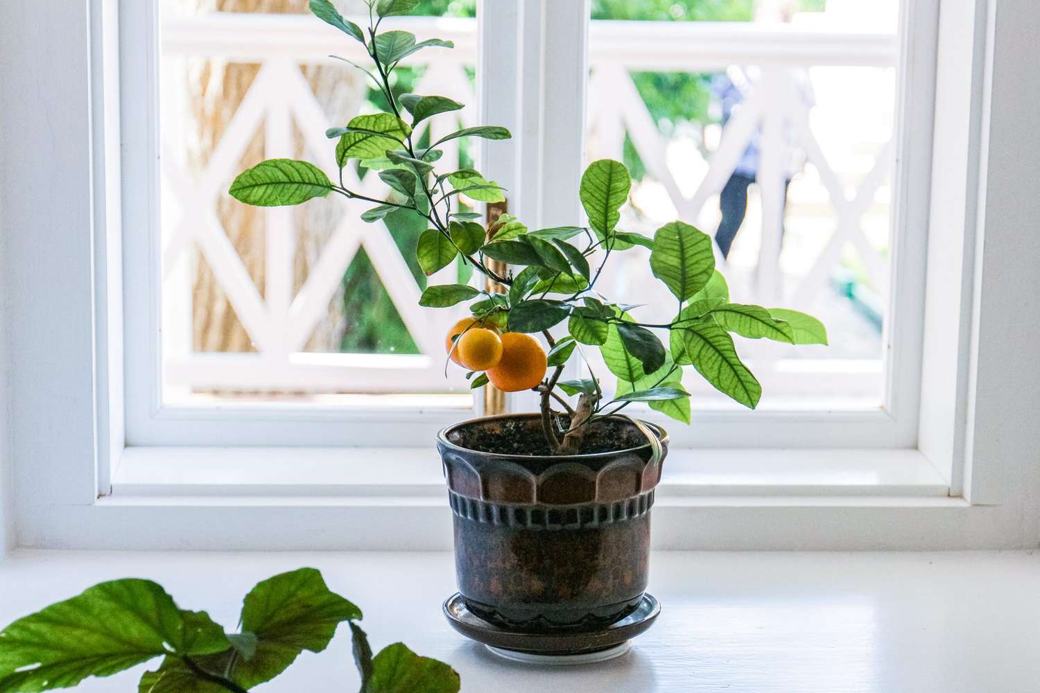 How To Grow Lemon Seeds