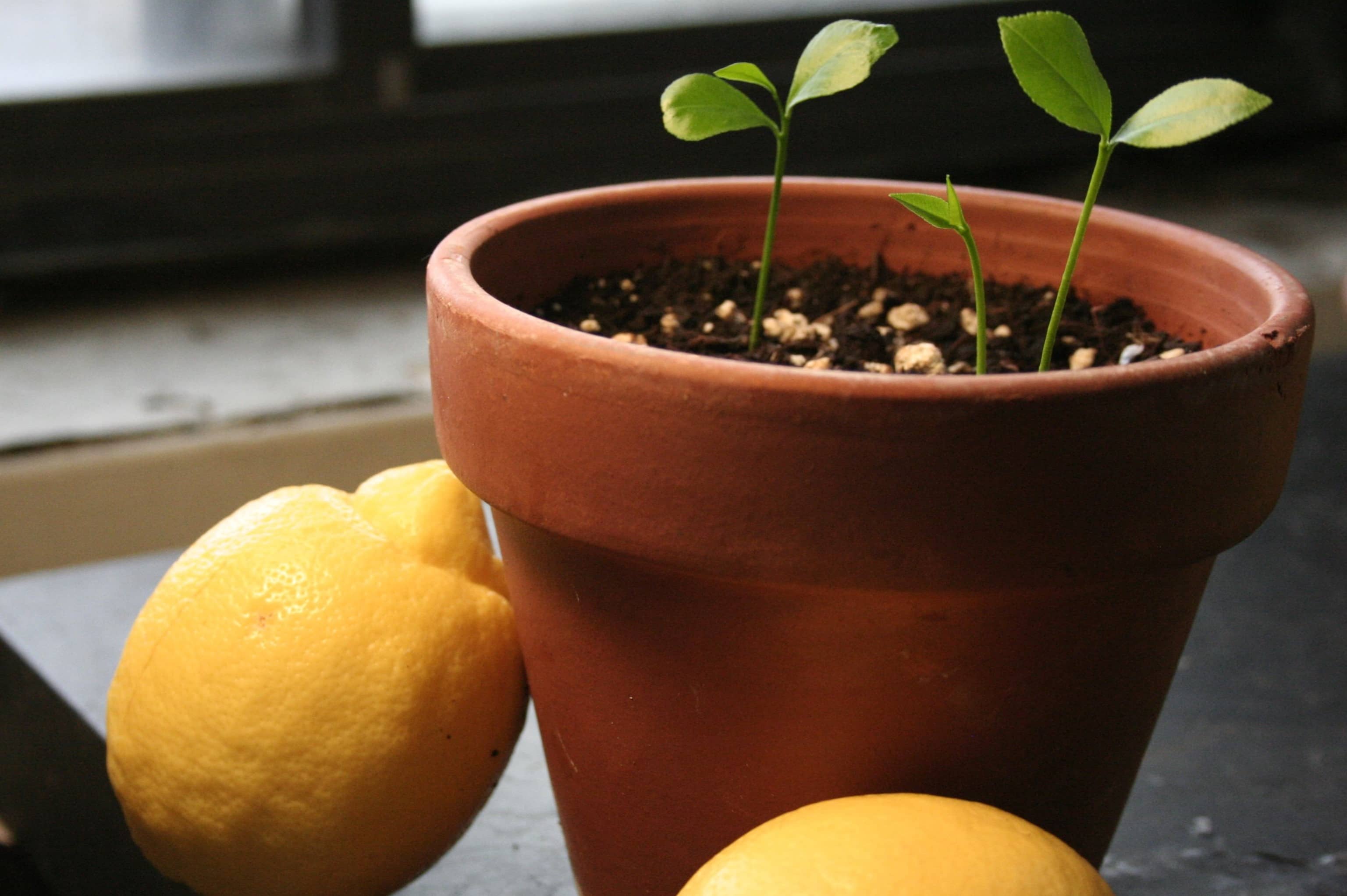 How To Grow Lemons From Lemon Seeds