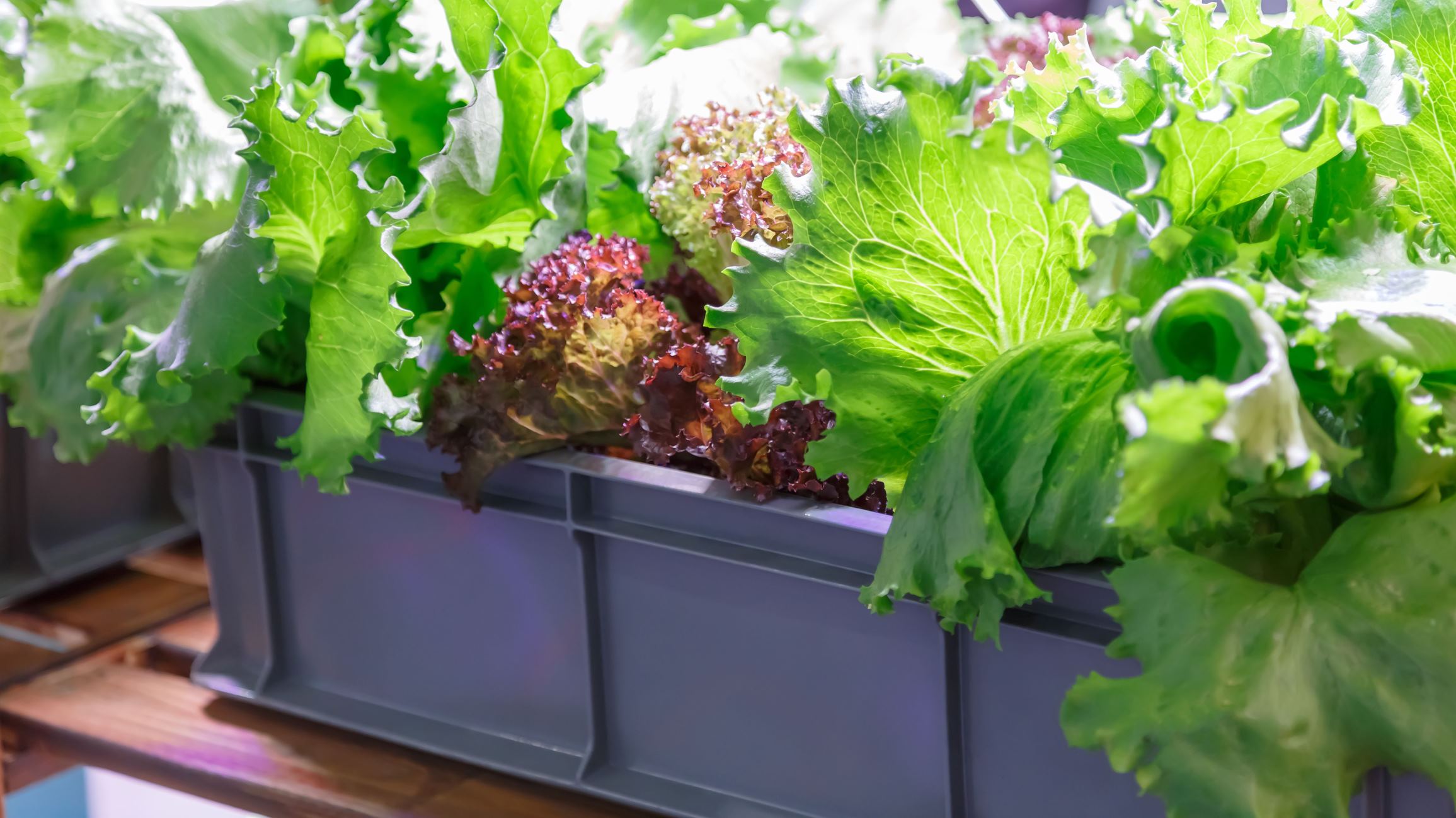 How To Grow Lettuce Indoors From Seeds