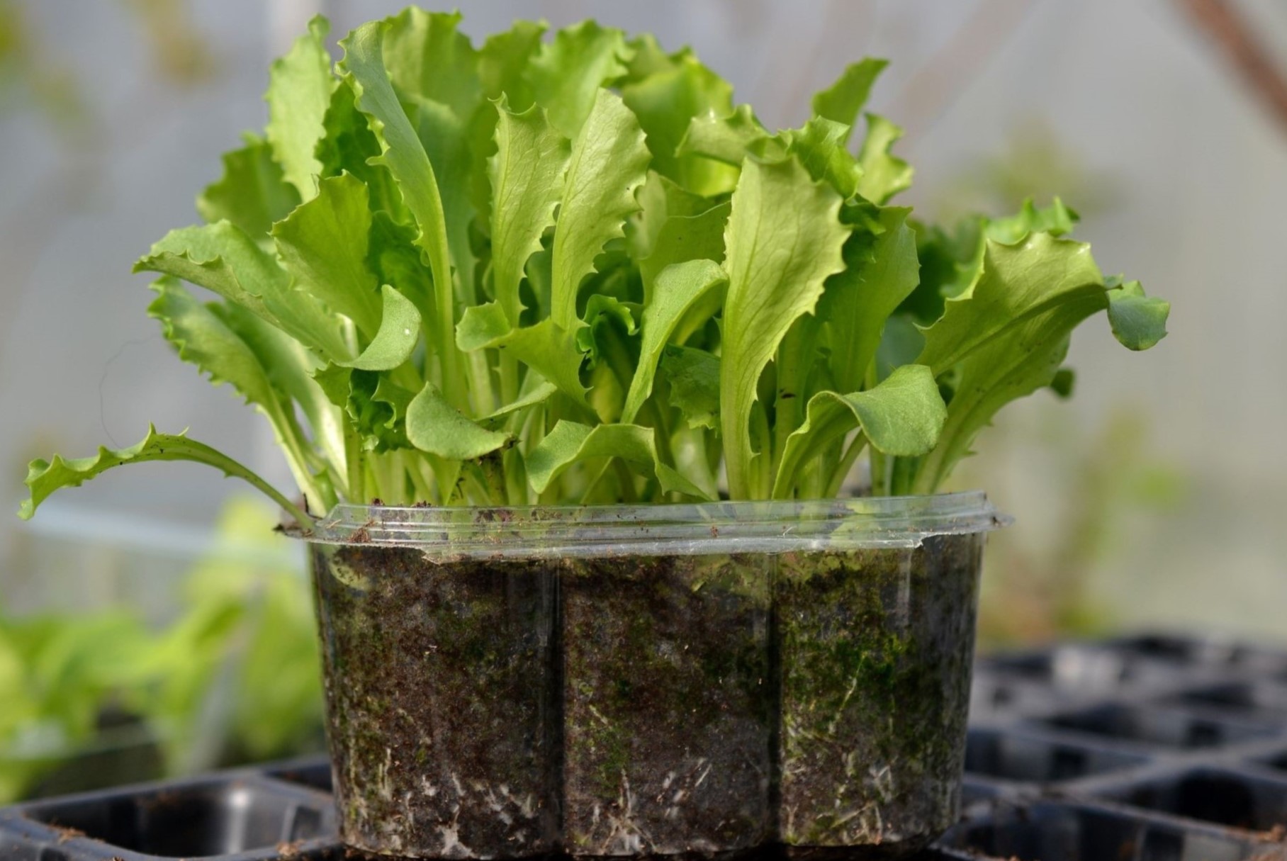 How To Grow Lettuce Seeds