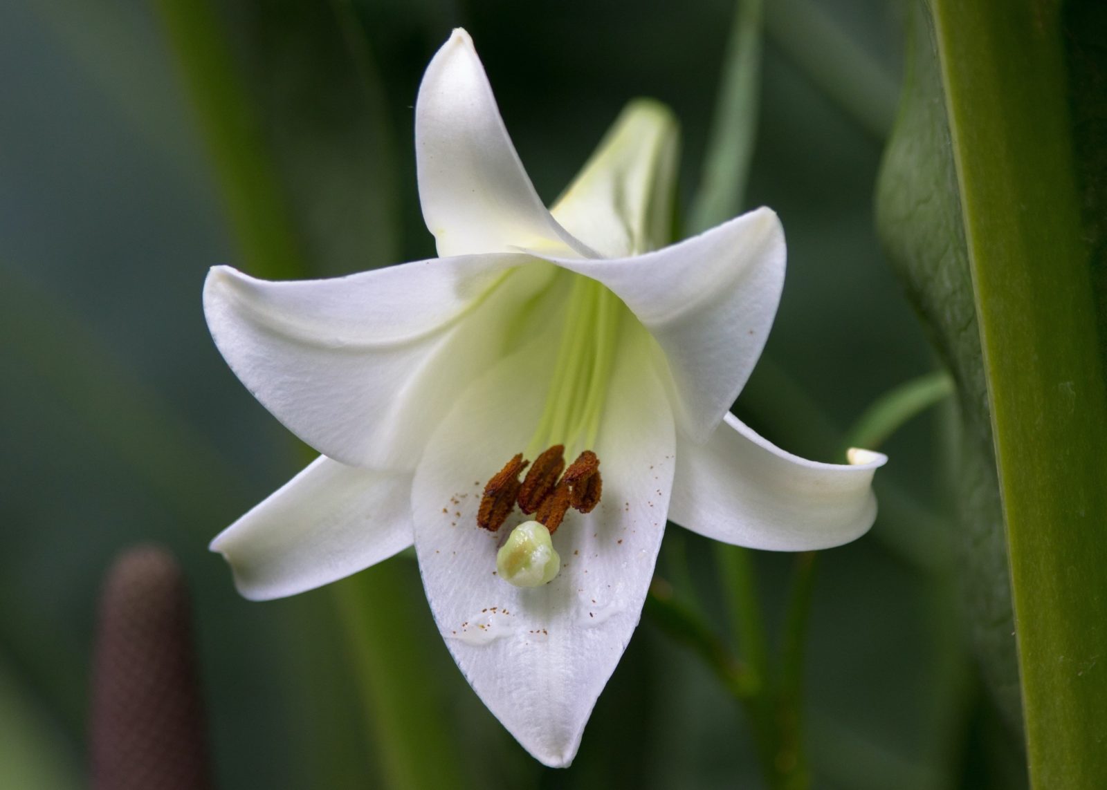 How To Grow Lily Seeds