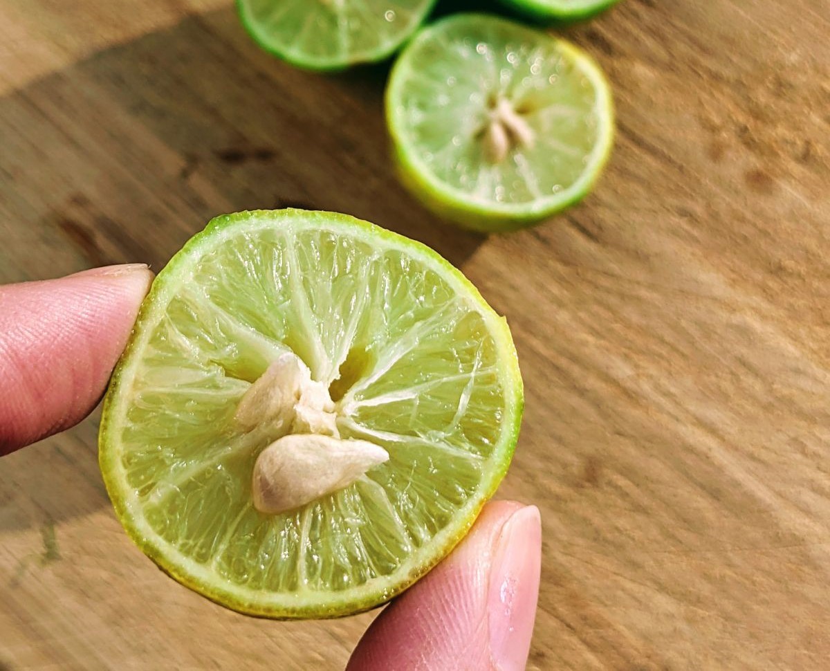 How To Grow Lime Tree From Seed