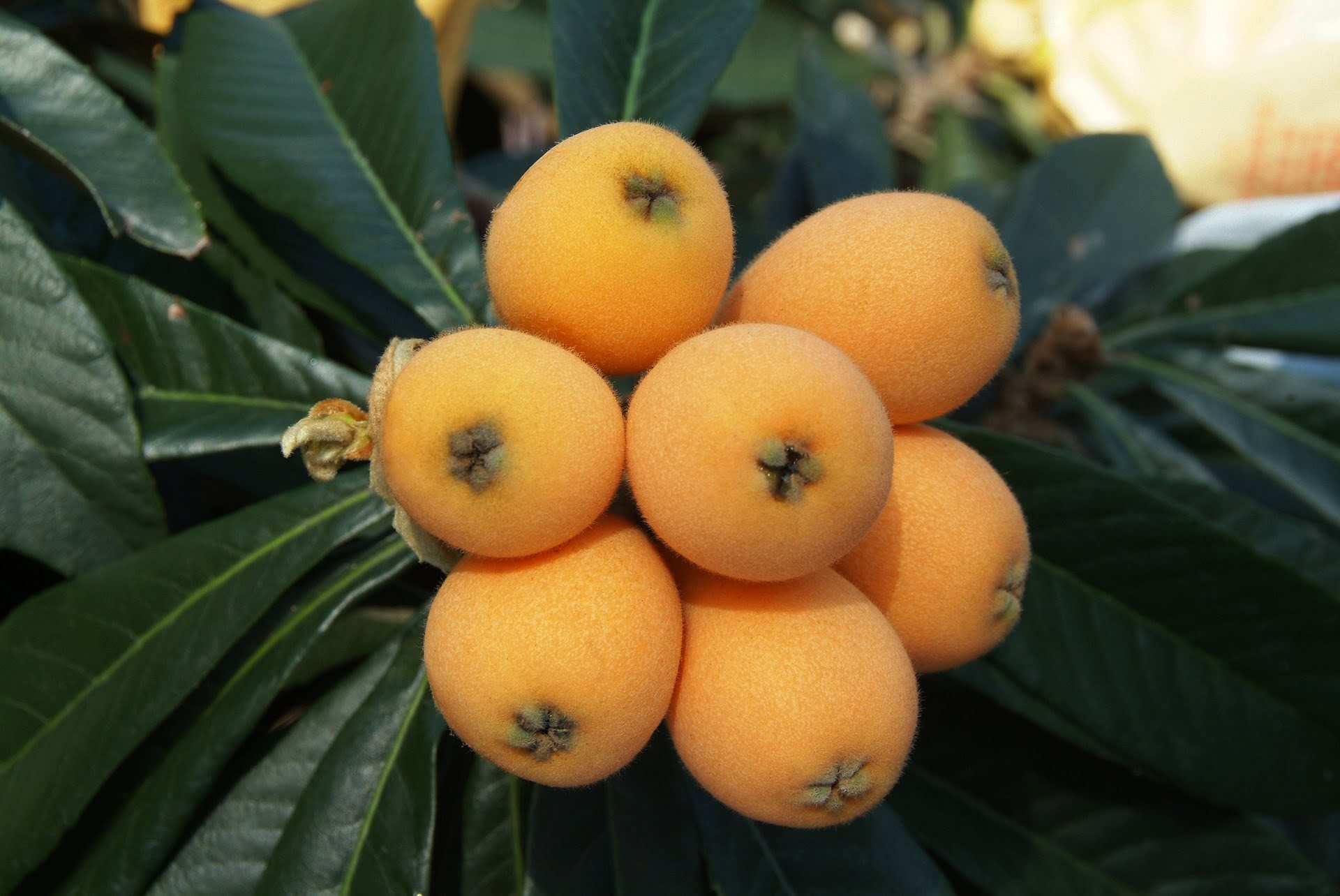 How To Grow Loquat From Seed