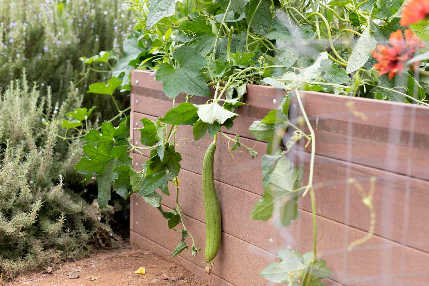 How To Grow Luffa From Seed