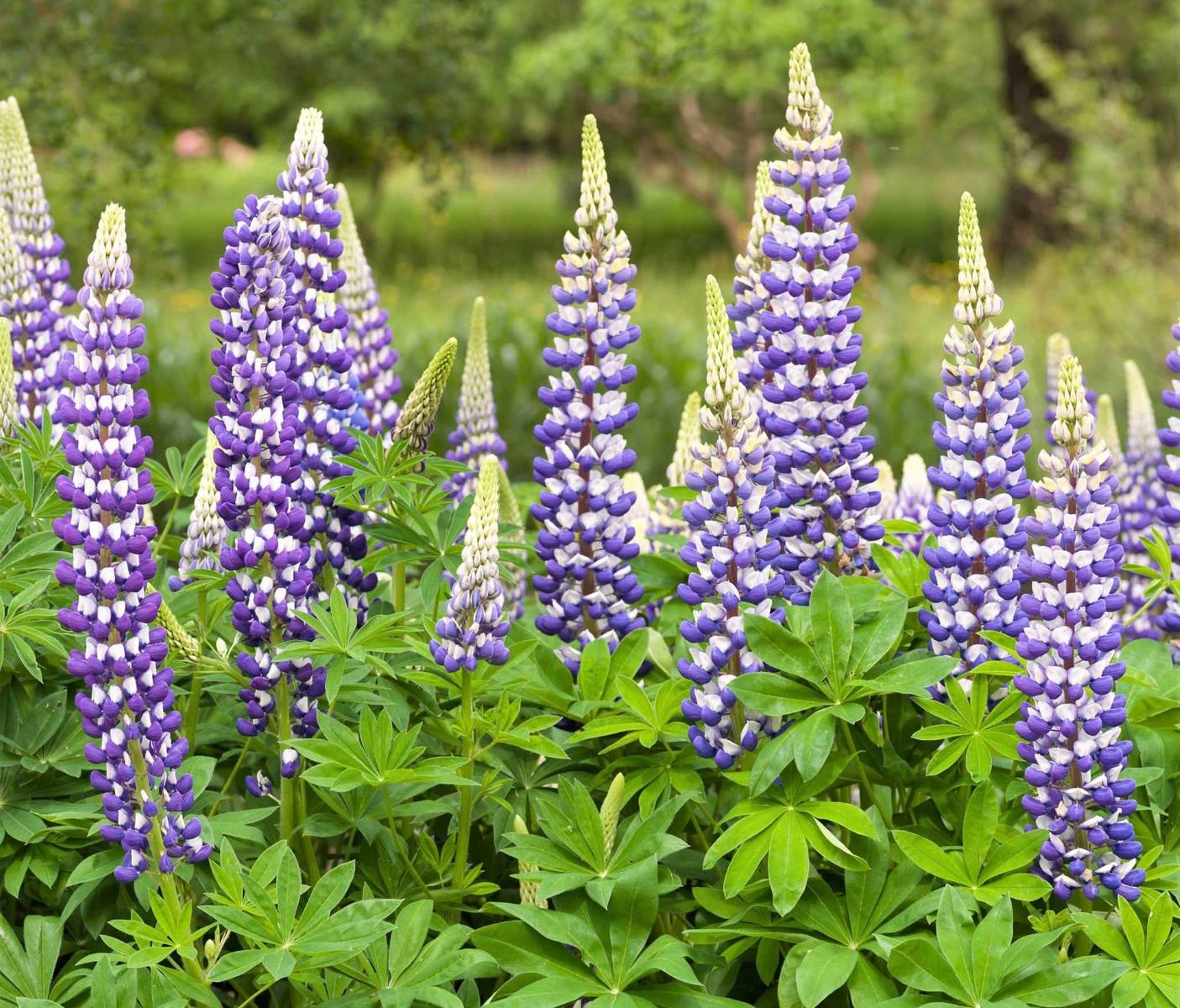 How To Grow Lupine From Seeds