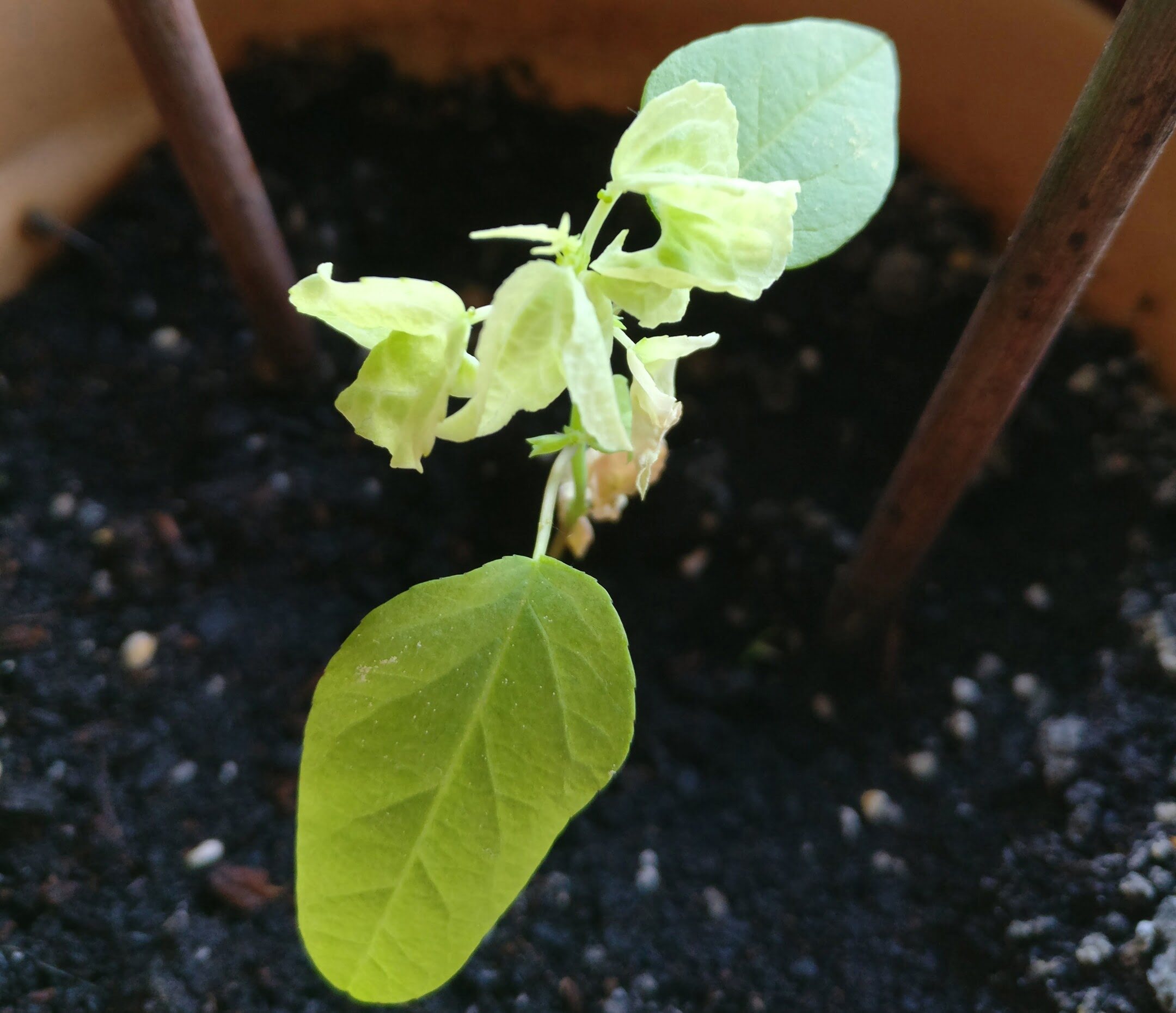 How To Grow Maypop From Seed