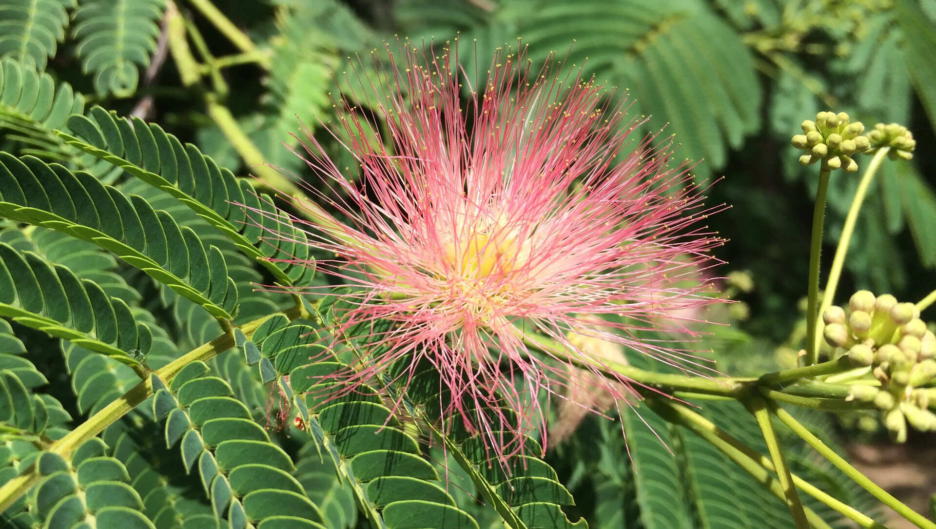 How To Grow Mimosa Tree From Seed