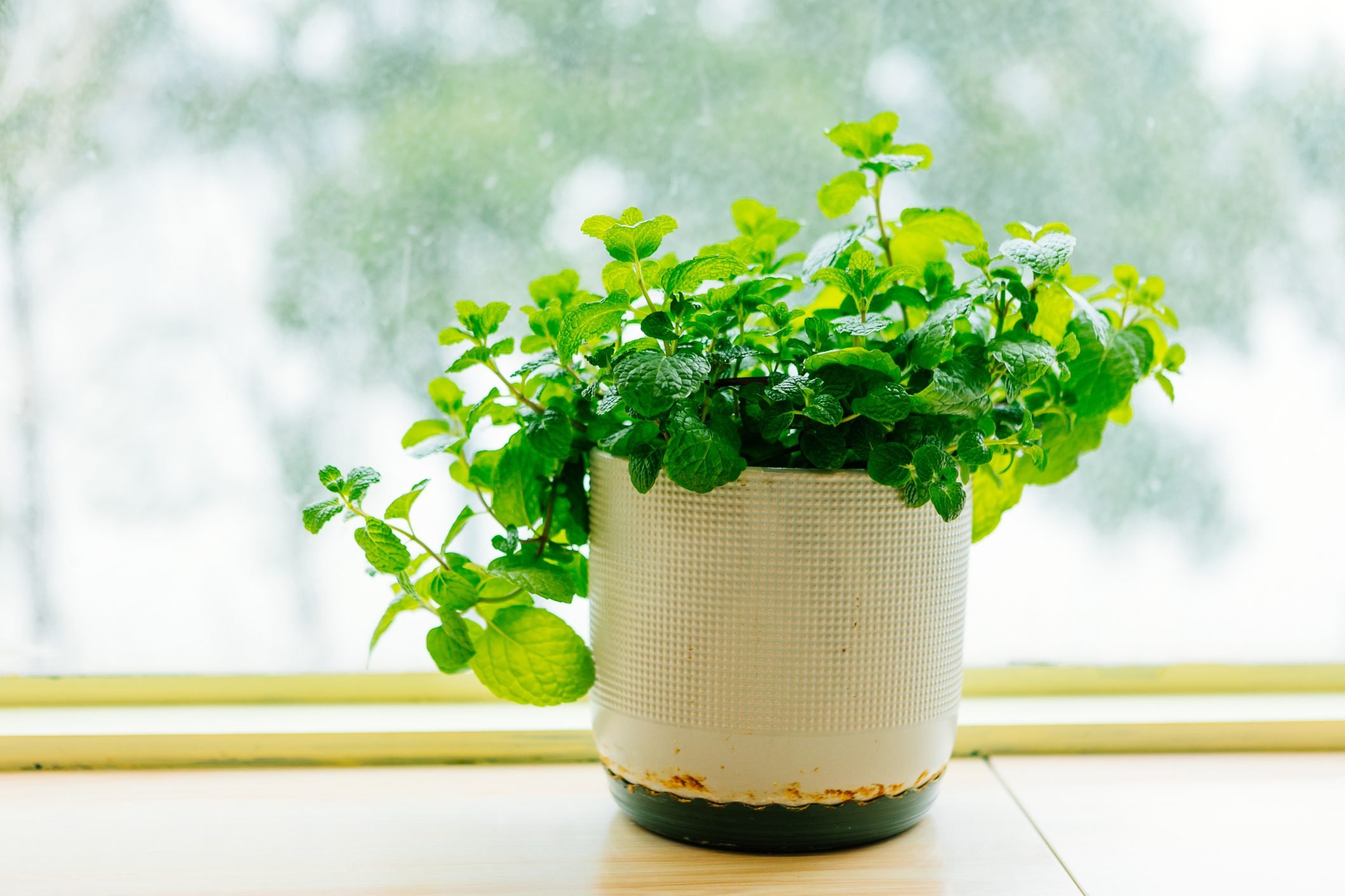 How To Grow Mint From Seed Indoors