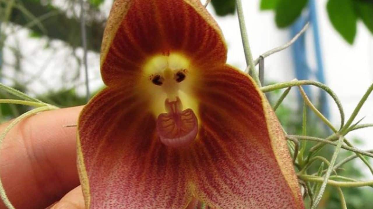 How To Grow Monkey Face Orchids From Seeds
