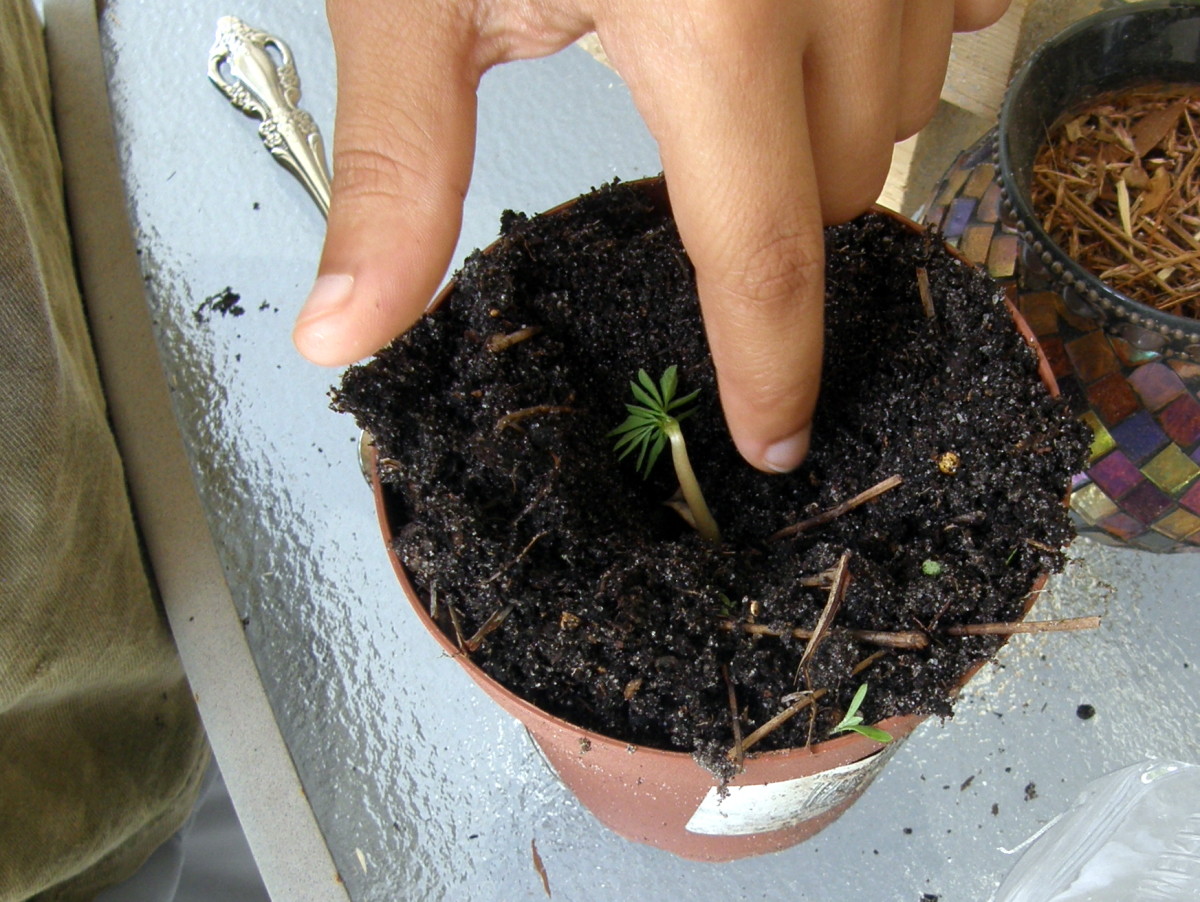 How To Grow Moringa Tree From Seed