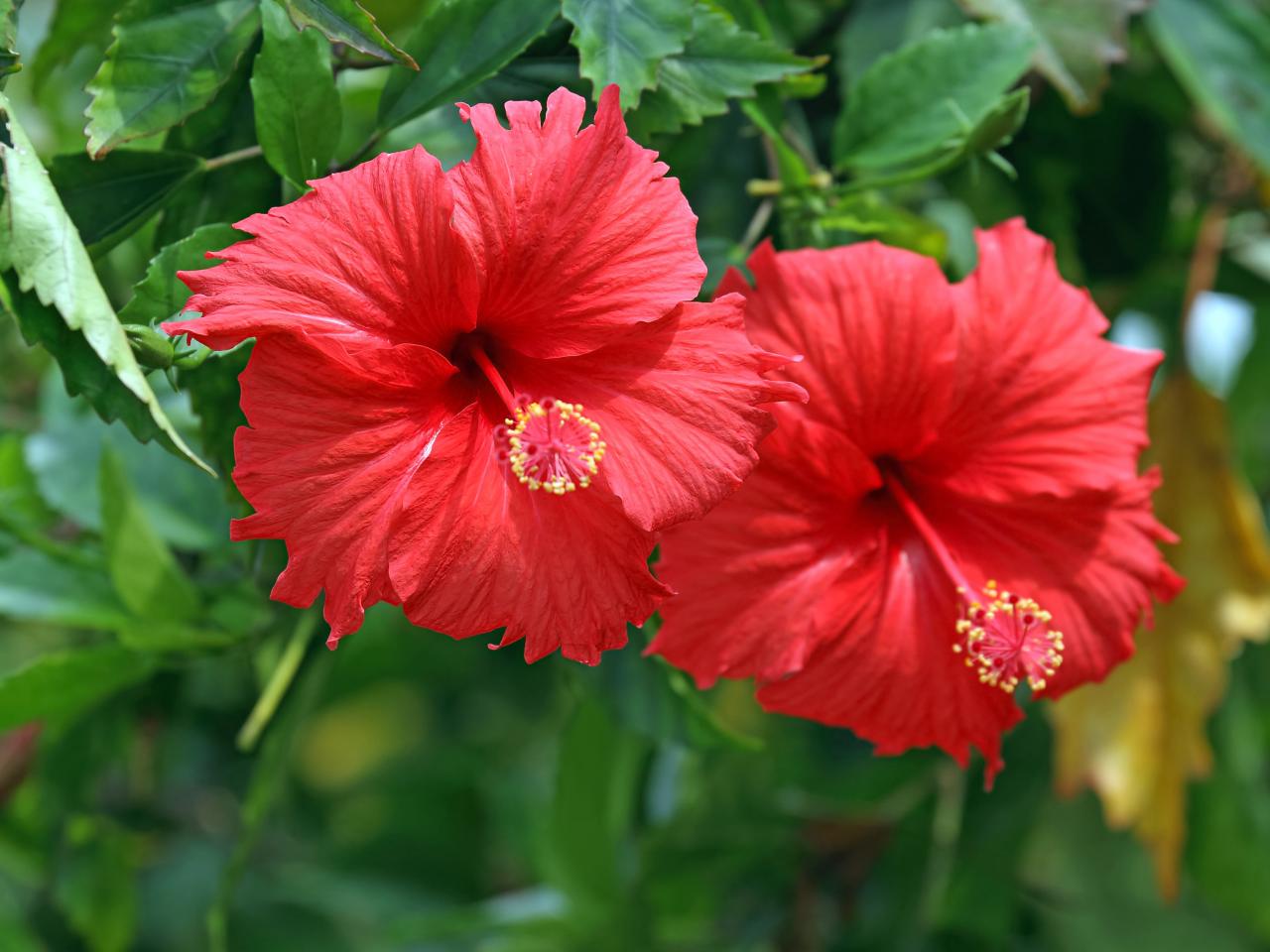 How To Grow Native American Hibiscus Plant