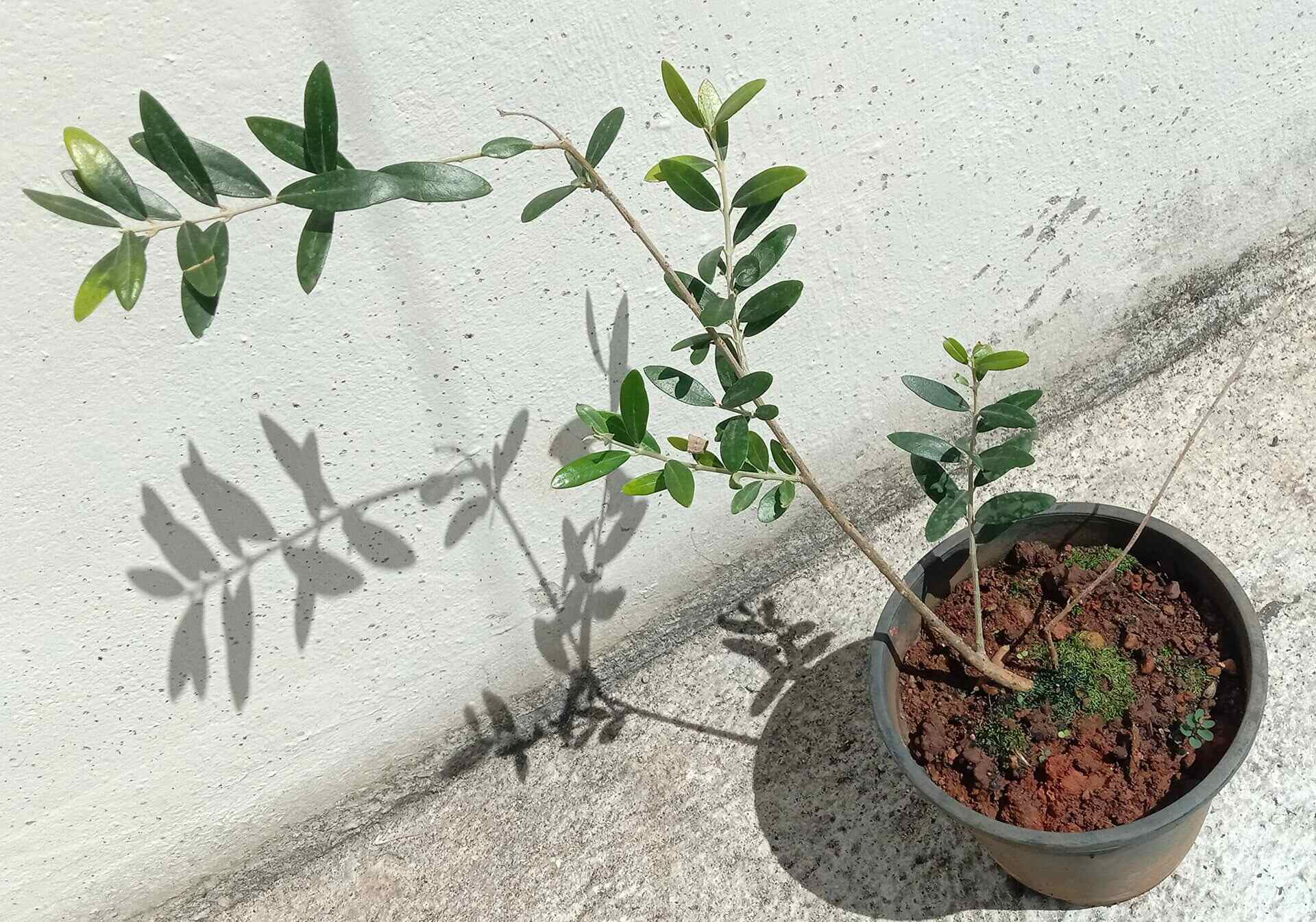 How To Grow Olive Tree From Seed