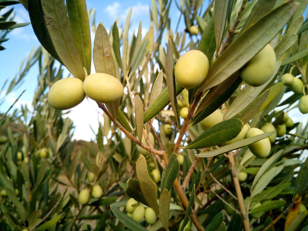 How To Grow Olive Trees From Seed