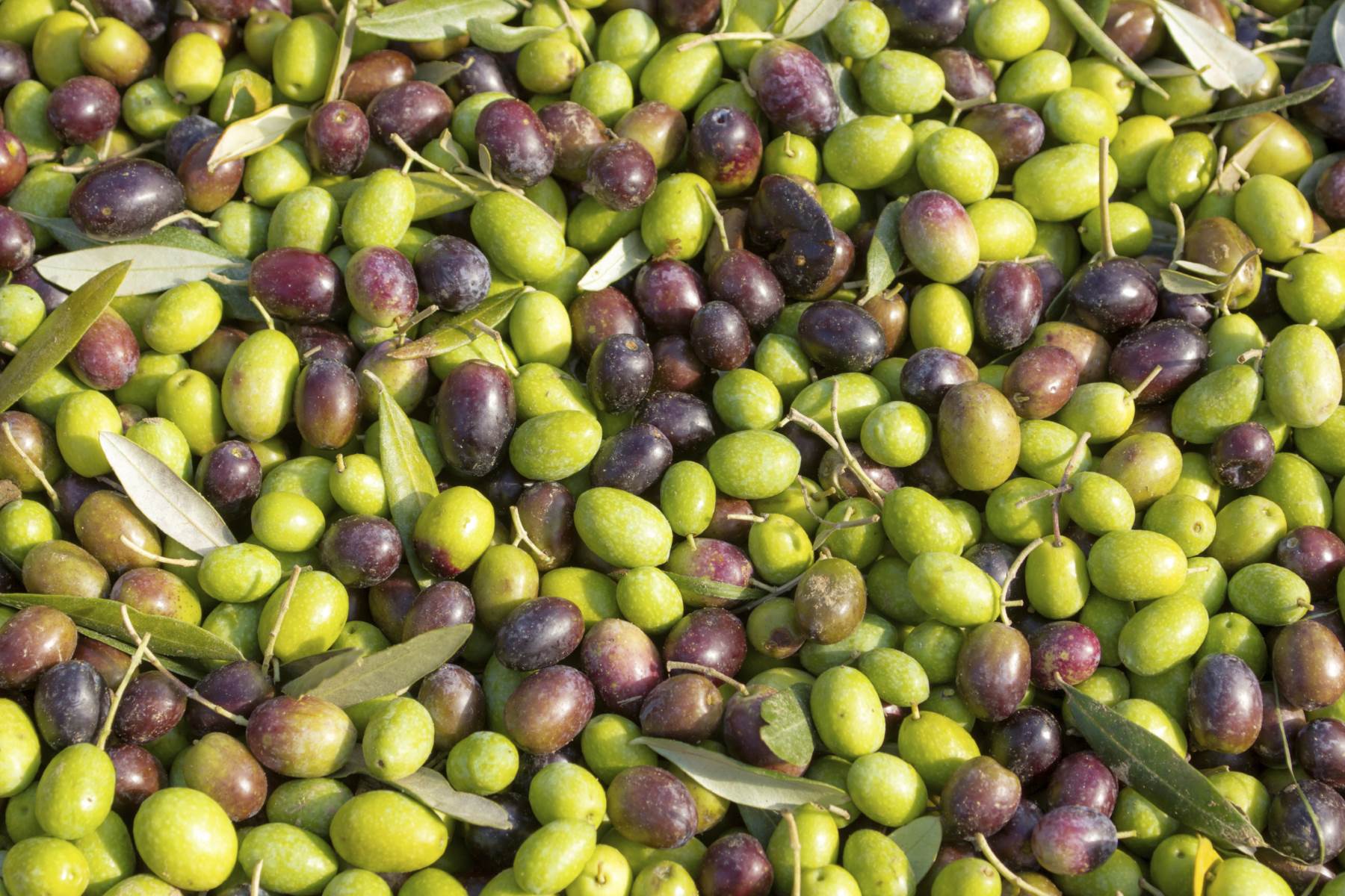 How To Grow Olives From Seeds