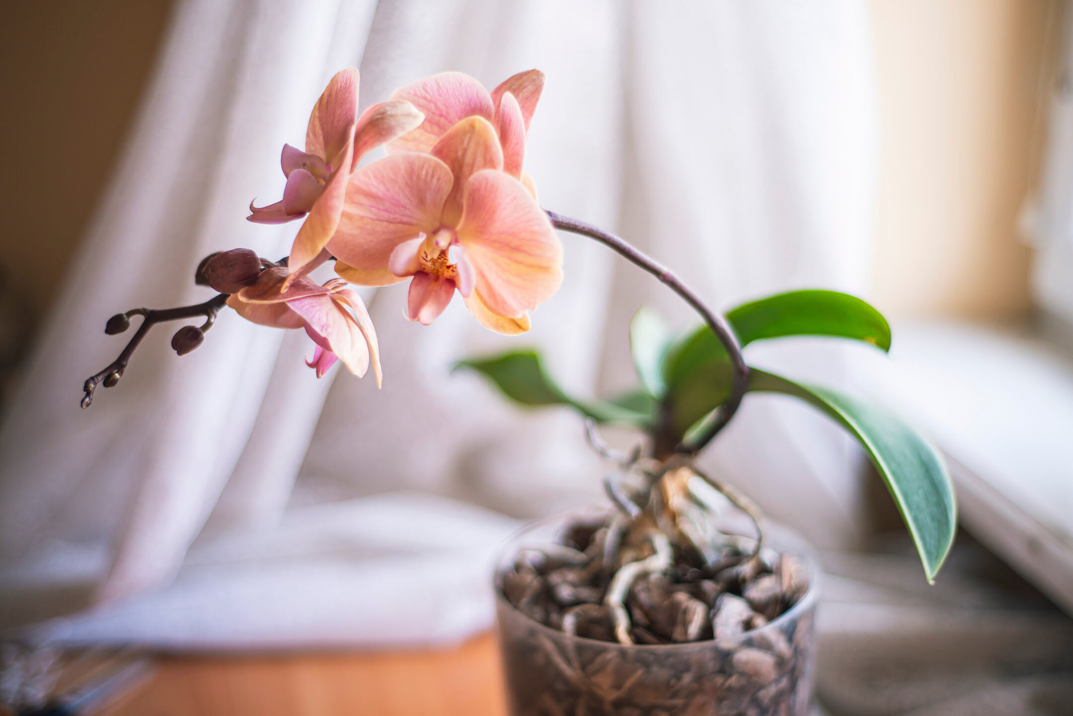 How To Grow Orchids From Seed Without Agar