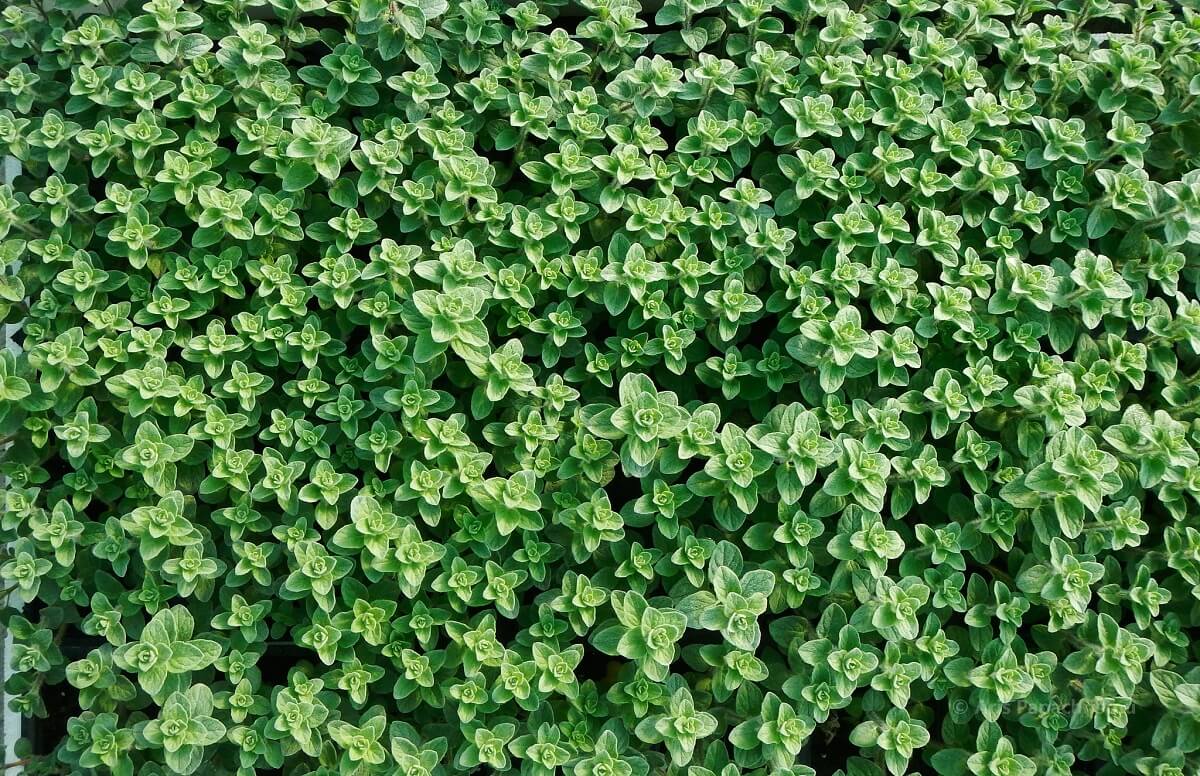 How To Grow Oregano As Ground Cover In Zone 6