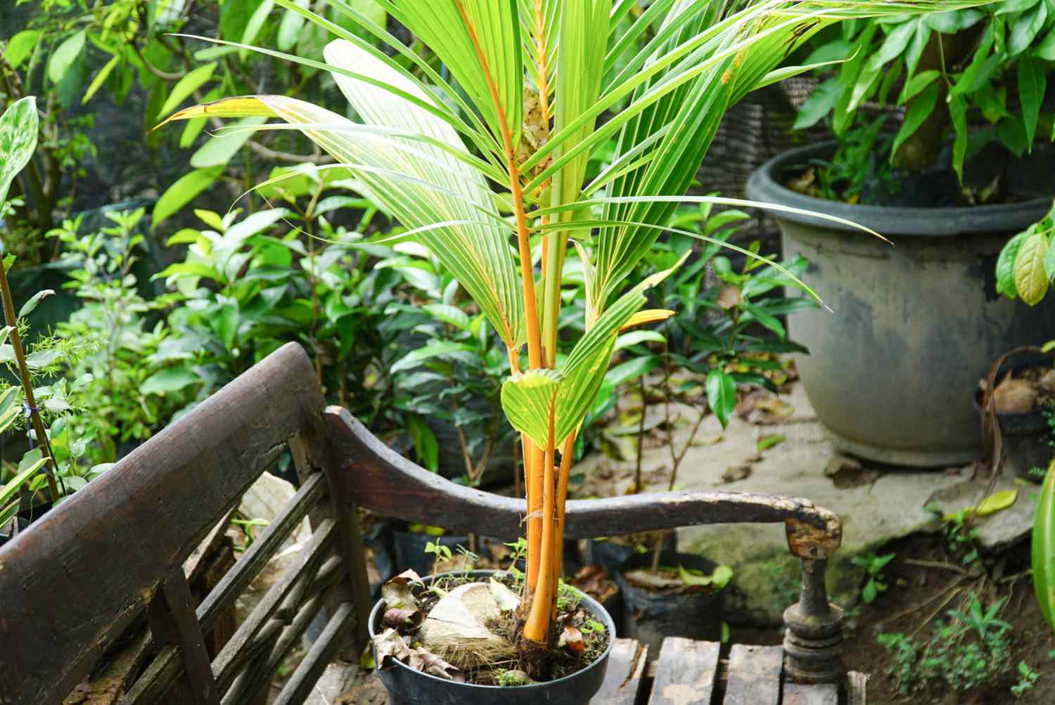 How To Grow Palm Tree From Seed