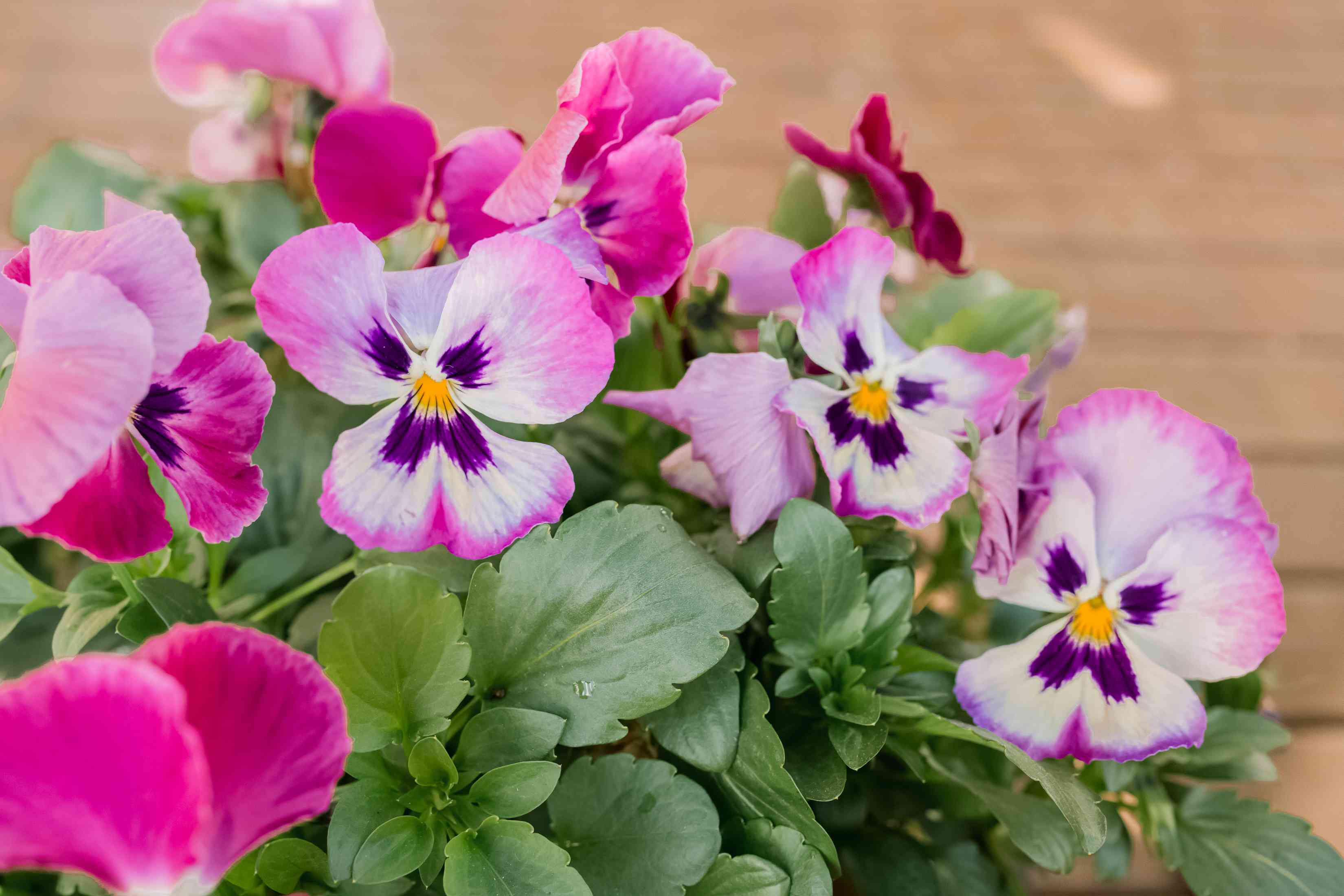 How To Grow Pansies From Seed