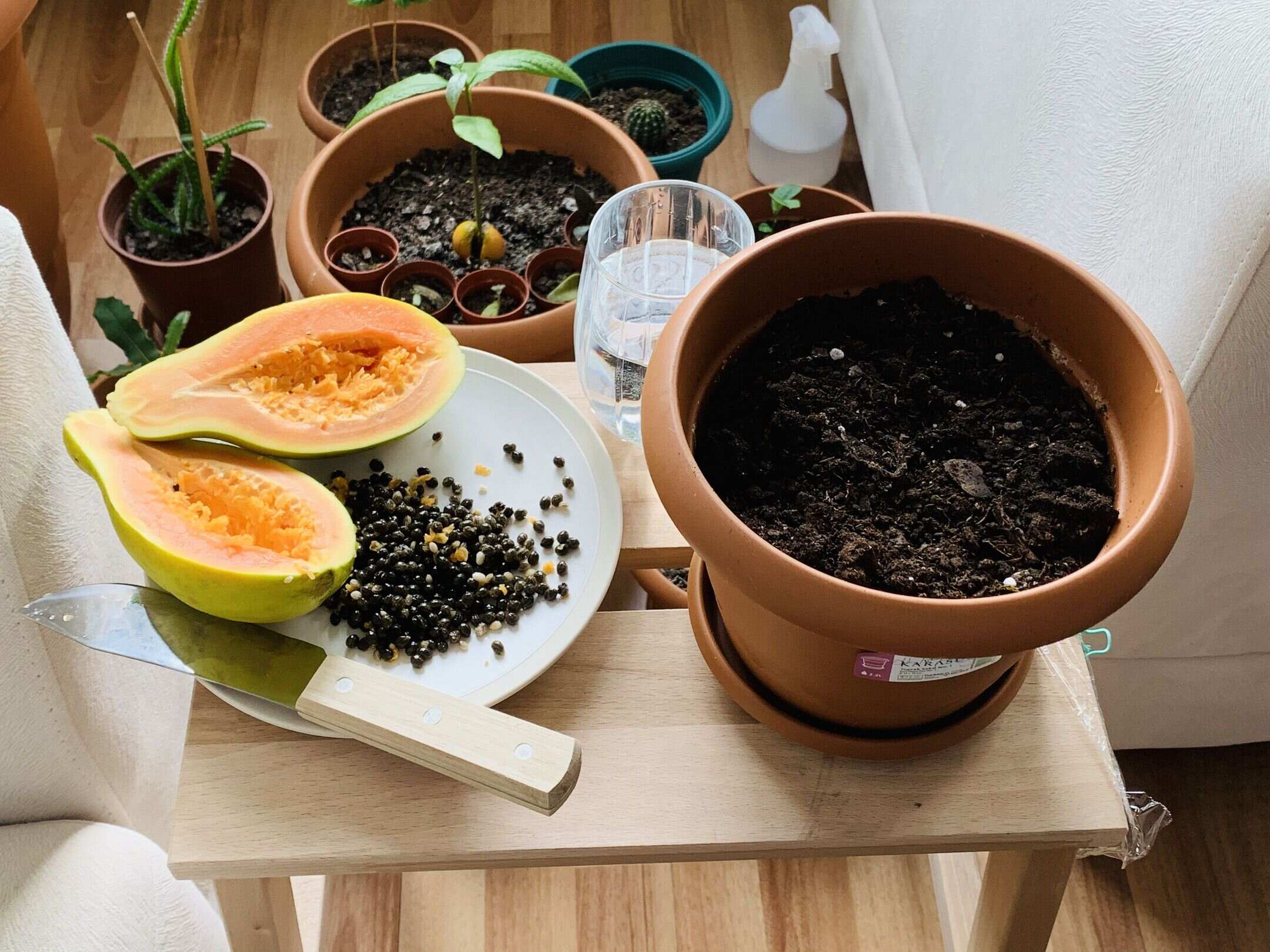 How To Grow Papaya From Seed