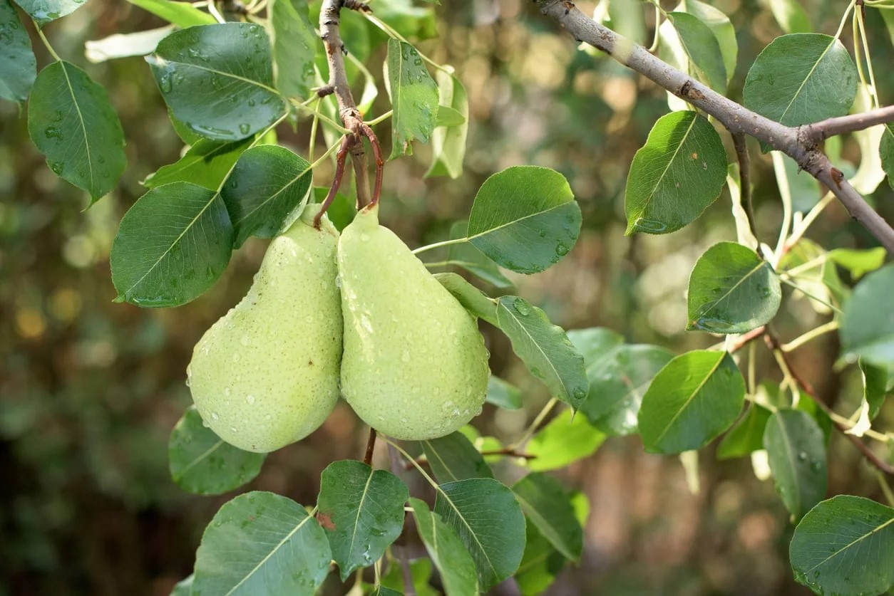 How To Grow Pear Tree From Seed