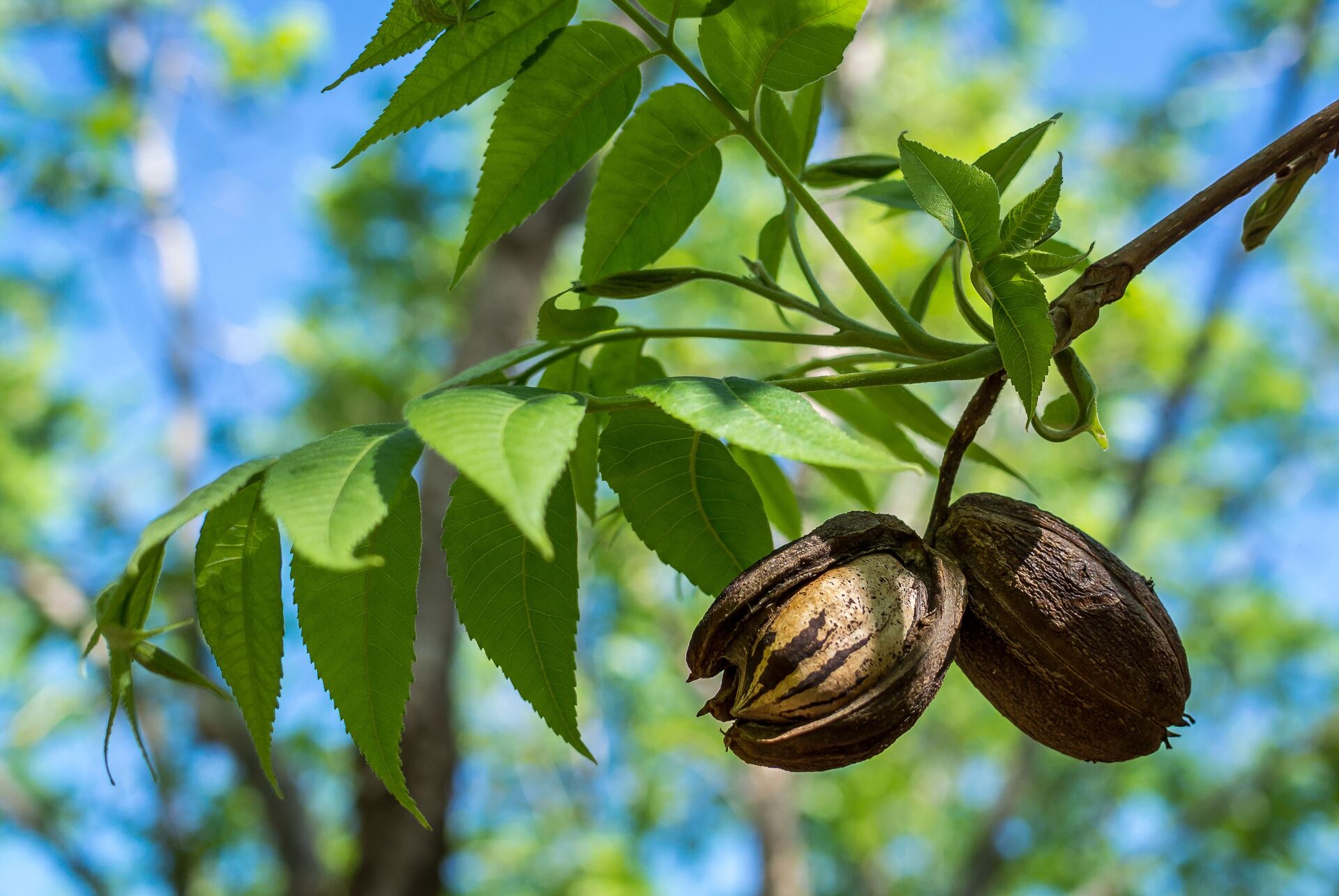 How To Grow Pecan From Seed